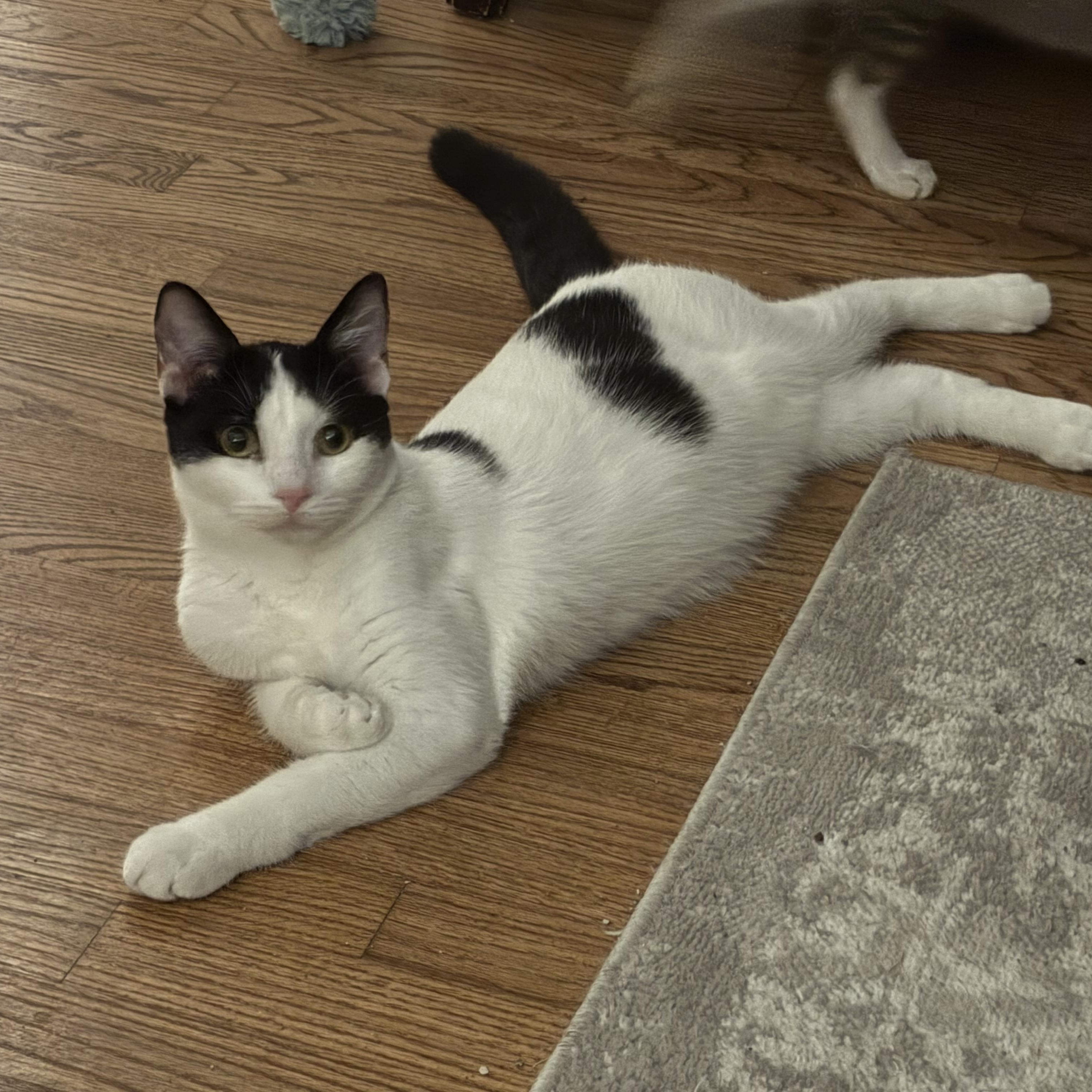 Enlarge Graham, an adoptable Domestic Short Hair in Cleveland, OH image 2/6