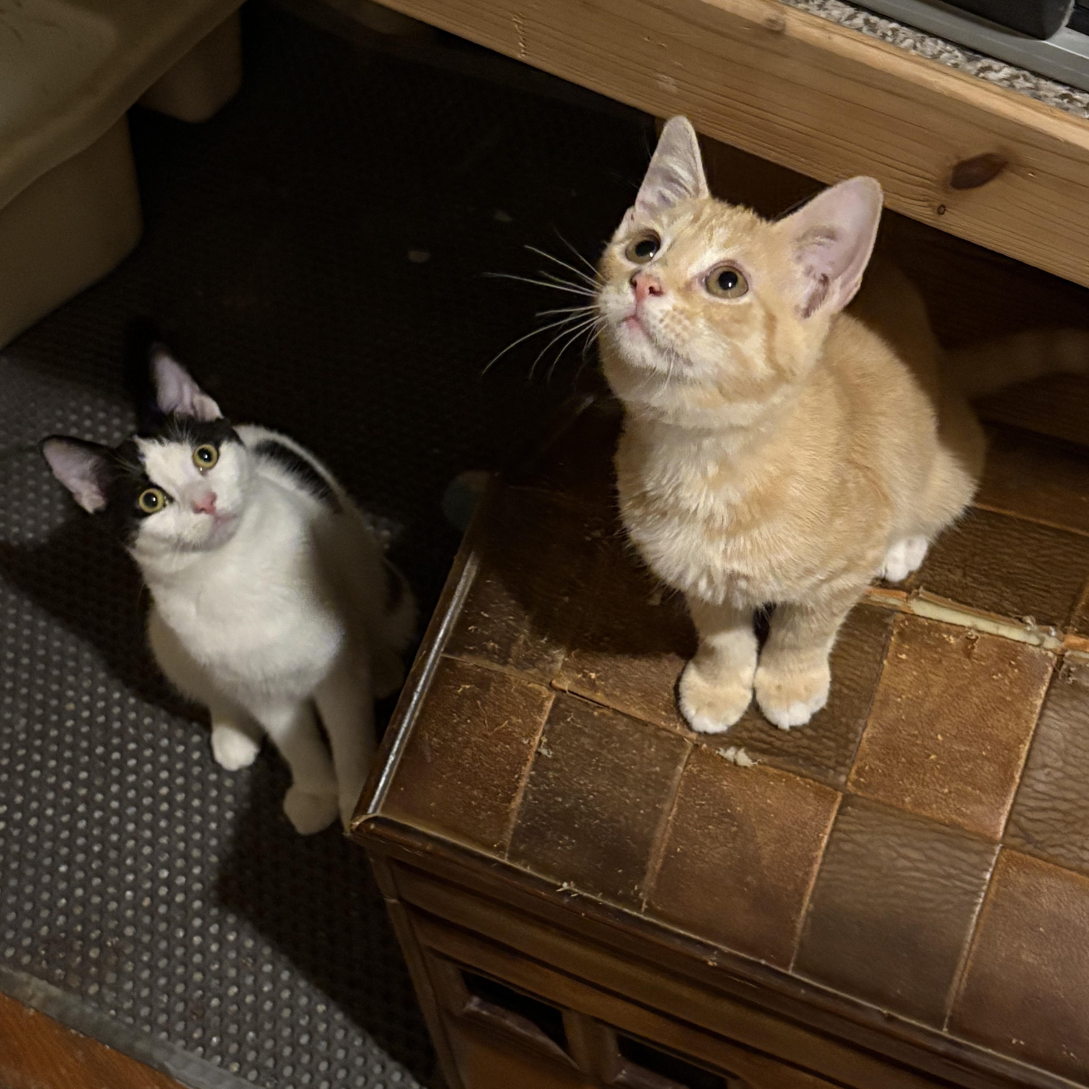 Enlarge Graham, an adoptable Domestic Short Hair in Cleveland, OH image 3/6