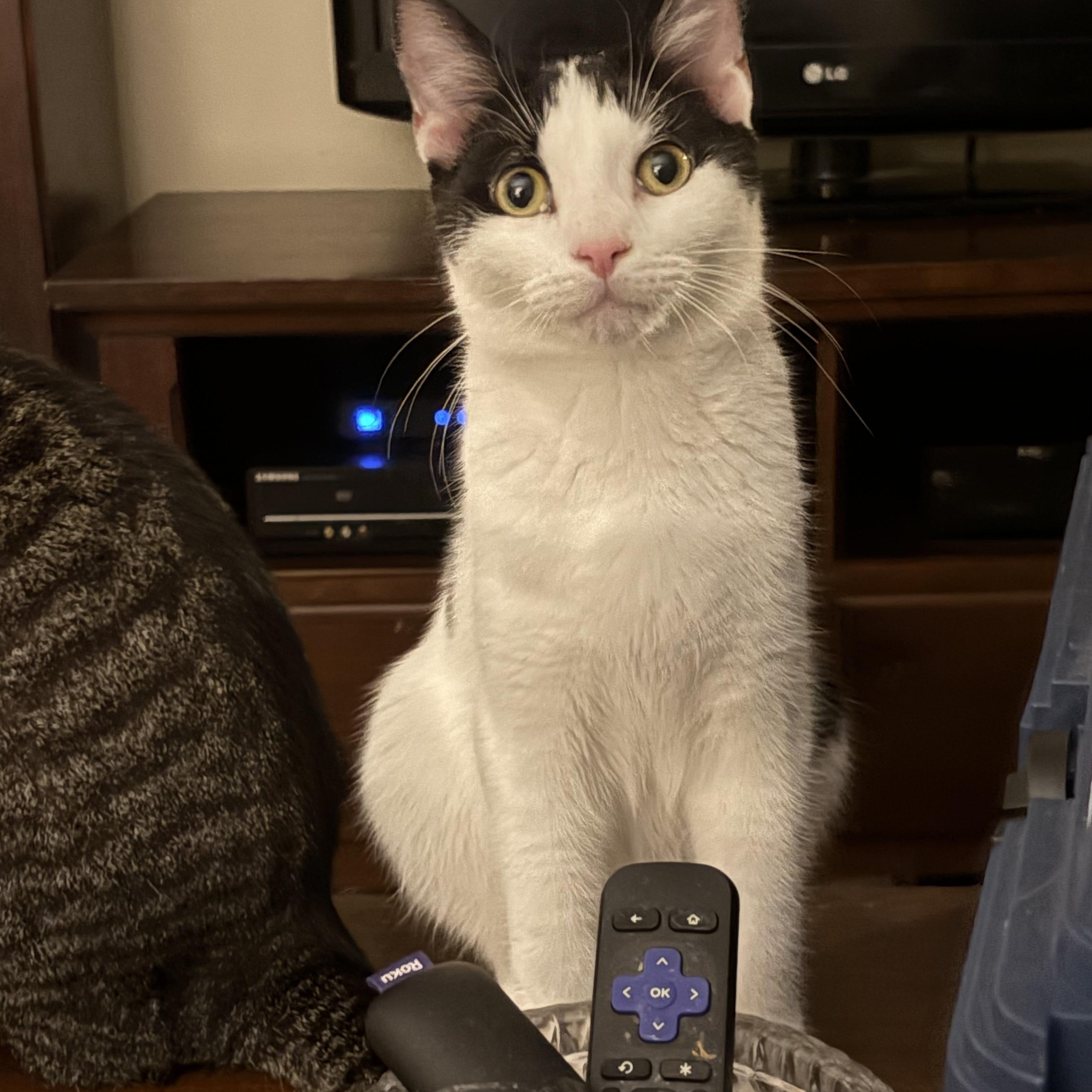 Enlarge Graham, an adoptable Domestic Short Hair in Cleveland, OH image 4/6