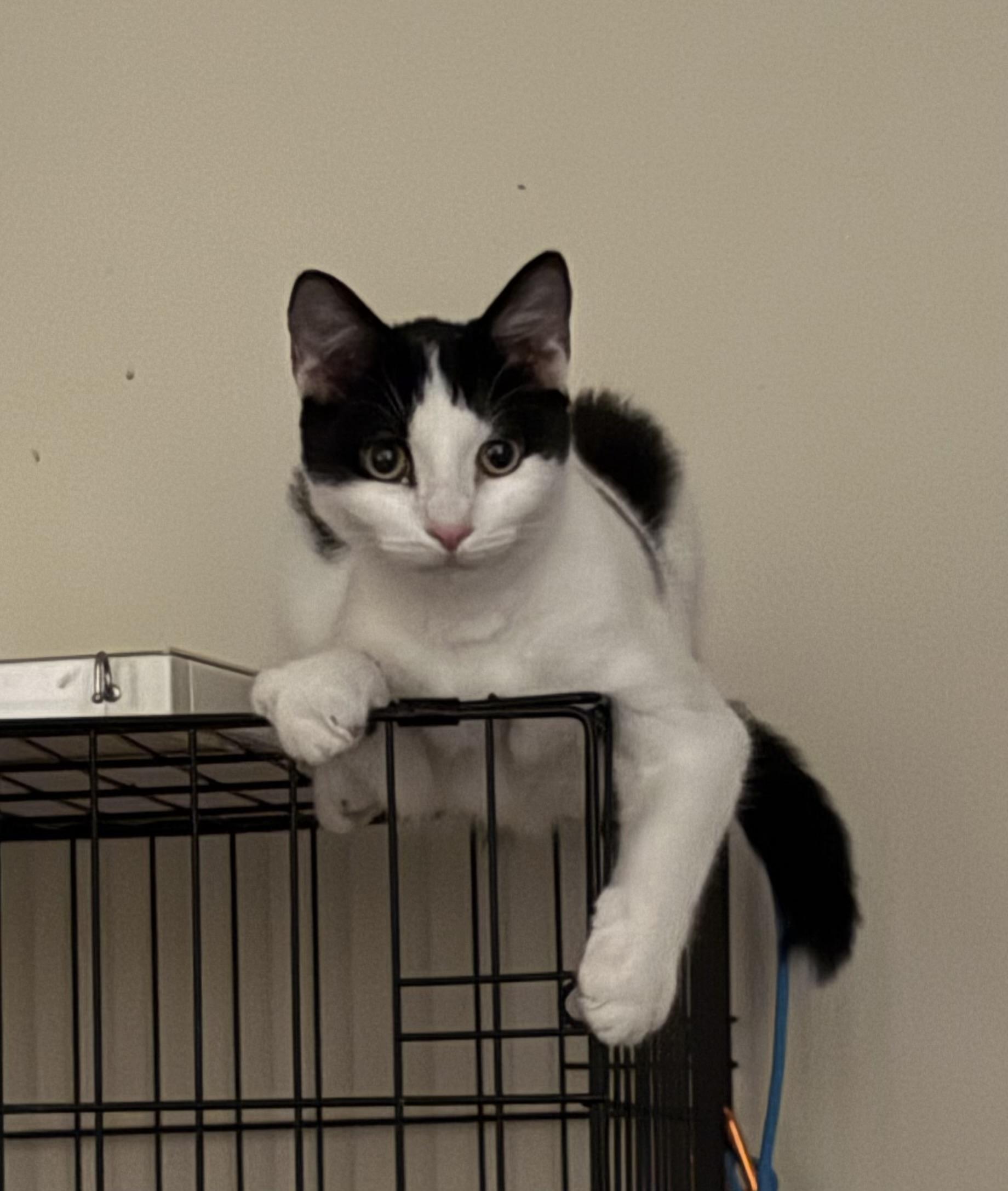 Graham, Adoptable, Young Male Domestic Short Hair.