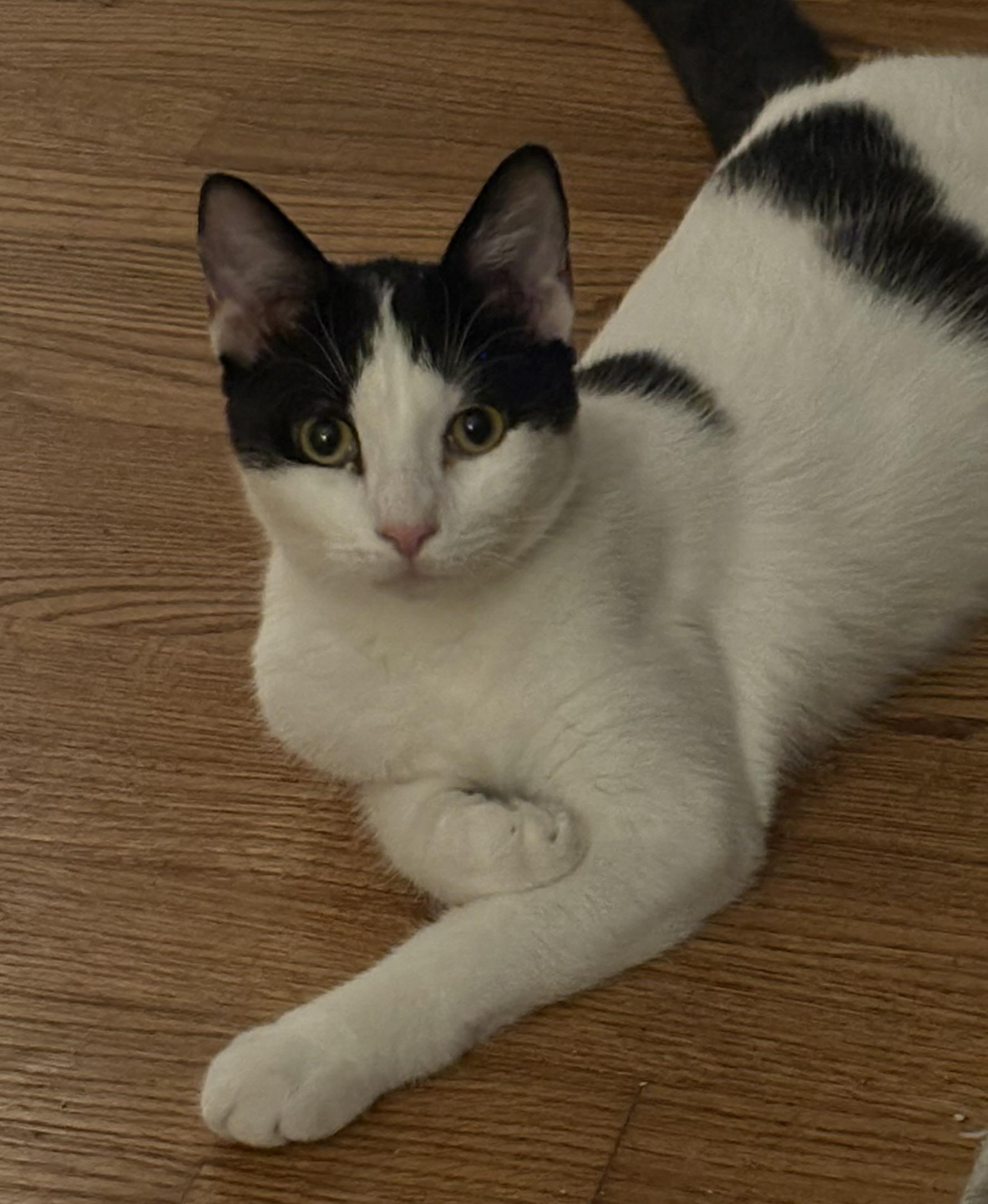 Enlarge Graham, an adoptable Domestic Short Hair in Cleveland, OH image 5/6