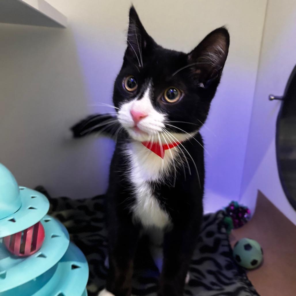 Tonic — thumbnail 2