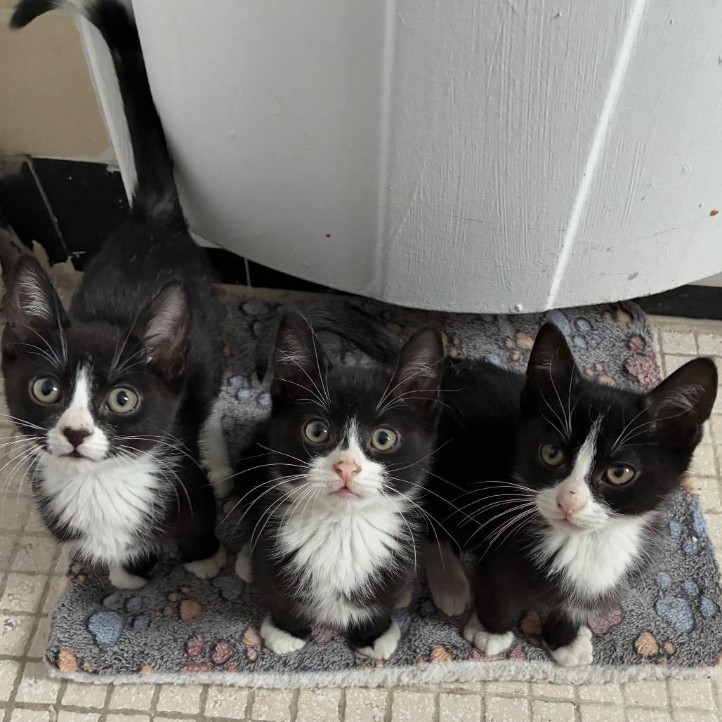 Tonic — thumbnail 3