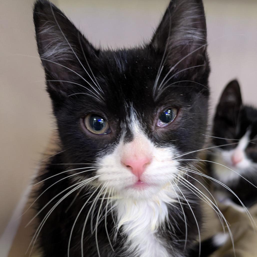 Tonic — thumbnail 4