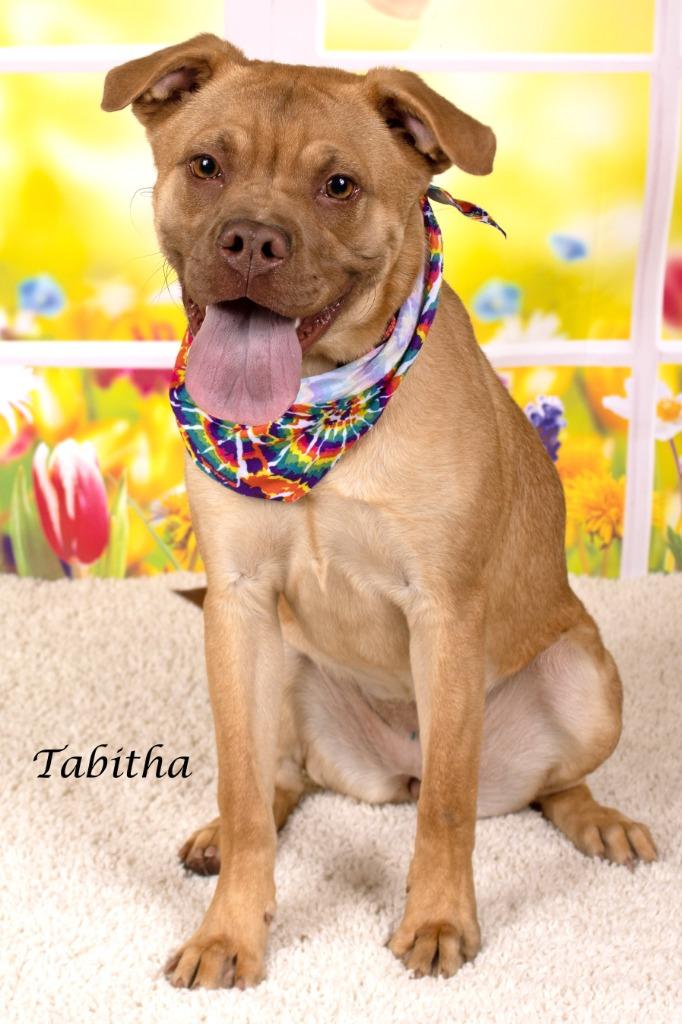 Tabitha, Adoptable, Young Female Boxer & Pit Bull Terrier.