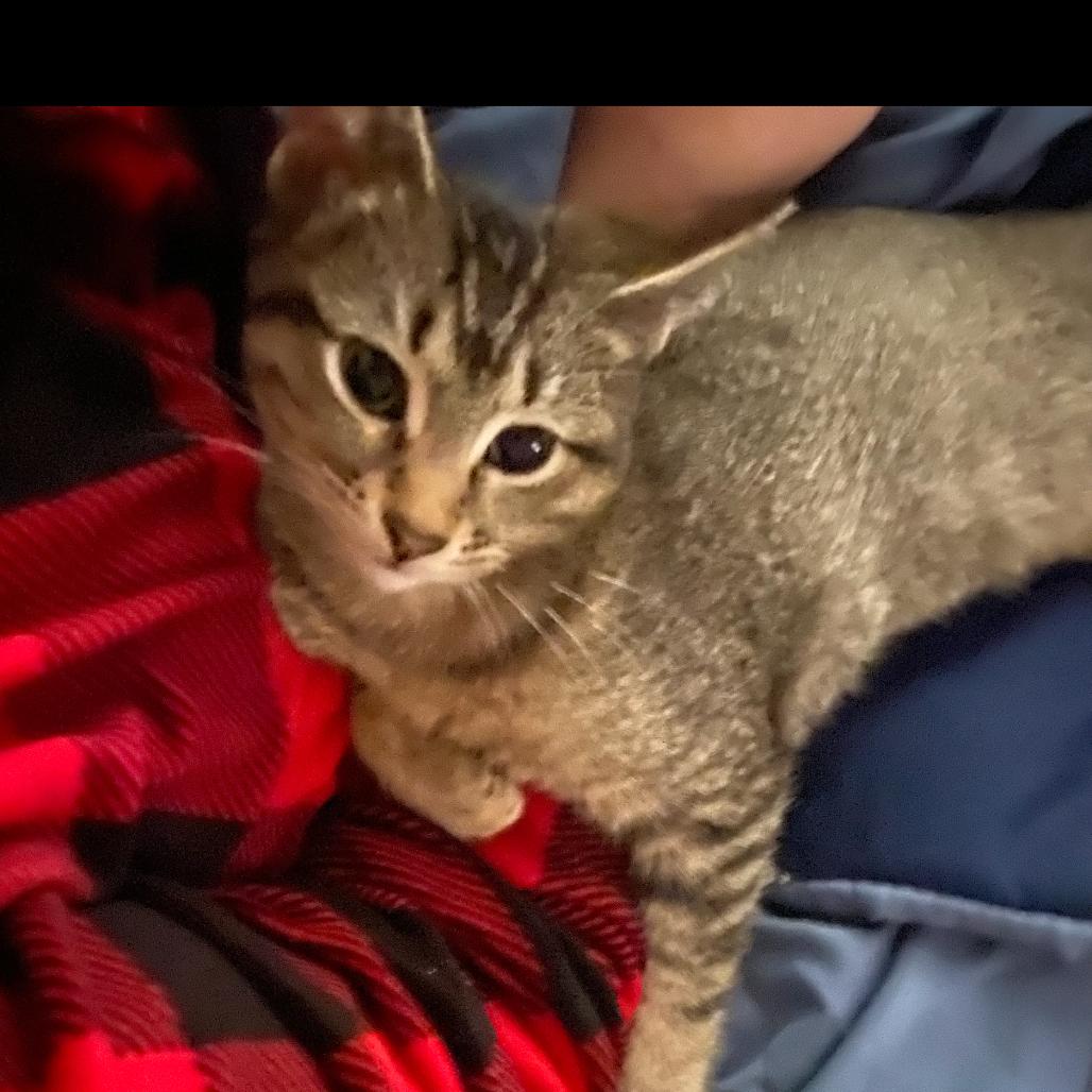 Evie, Adoptable, Kitten Female American Shorthair & Siamese.