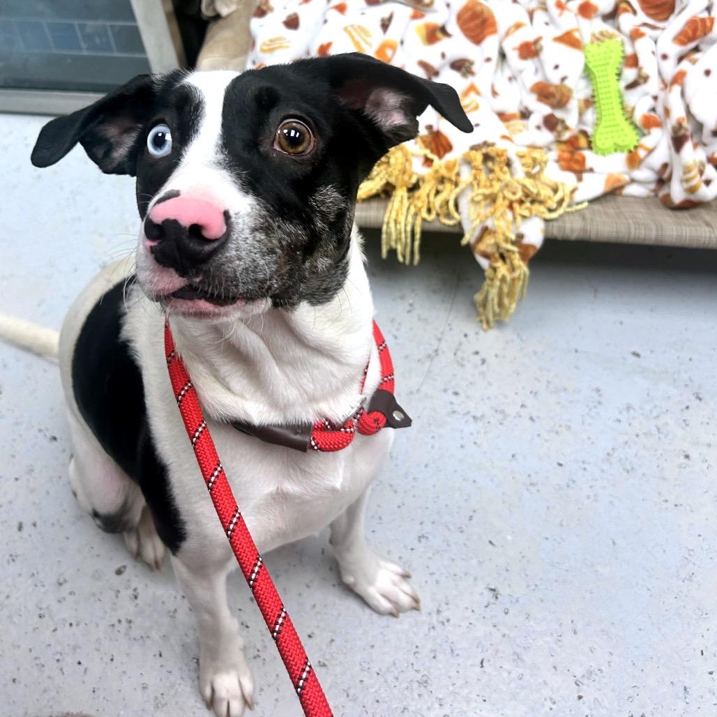 Enlarge Lulu, a Adoptable mixed breed in Uniontown, PA image 1/1