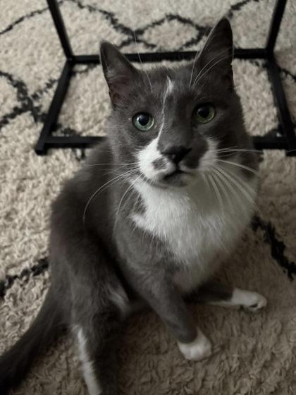 Grayson, an adopted mixed breed in Appleton, WI image 2/5