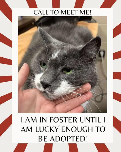 Grayson, Adoptable, Senior Male Domestic Short Hair.