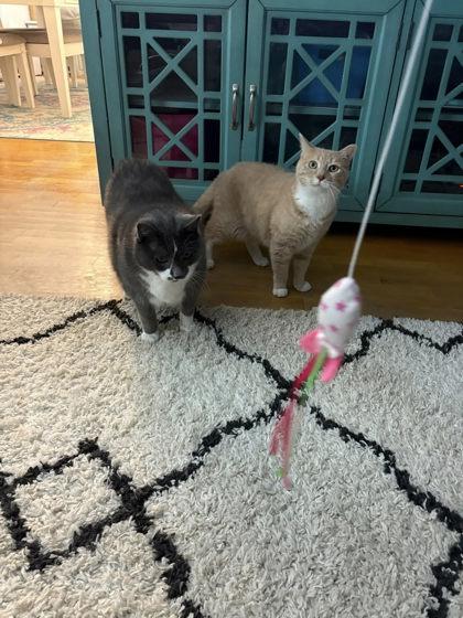 Grayson, an adopted mixed breed in Appleton, WI image 3/5