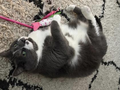 Grayson, an adopted mixed breed in Appleton, WI image 5/5