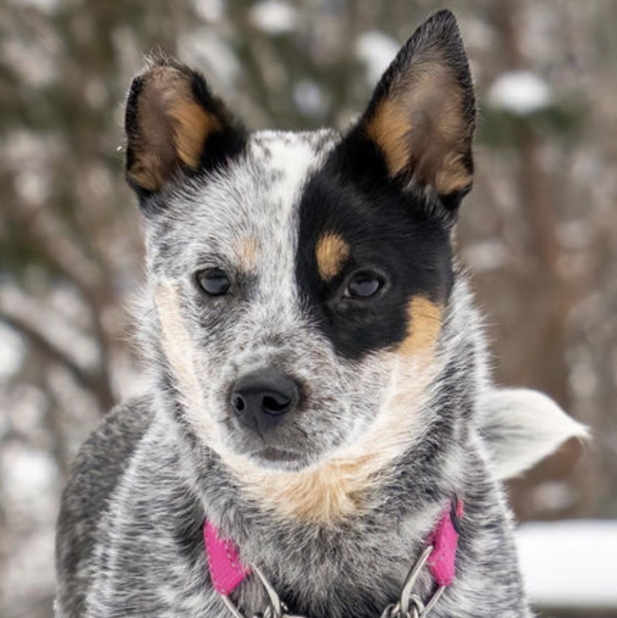 Tilly, an adoptable Australian Cattle Dog / Blue Heeler in South Saint Paul, MN image 1/5
