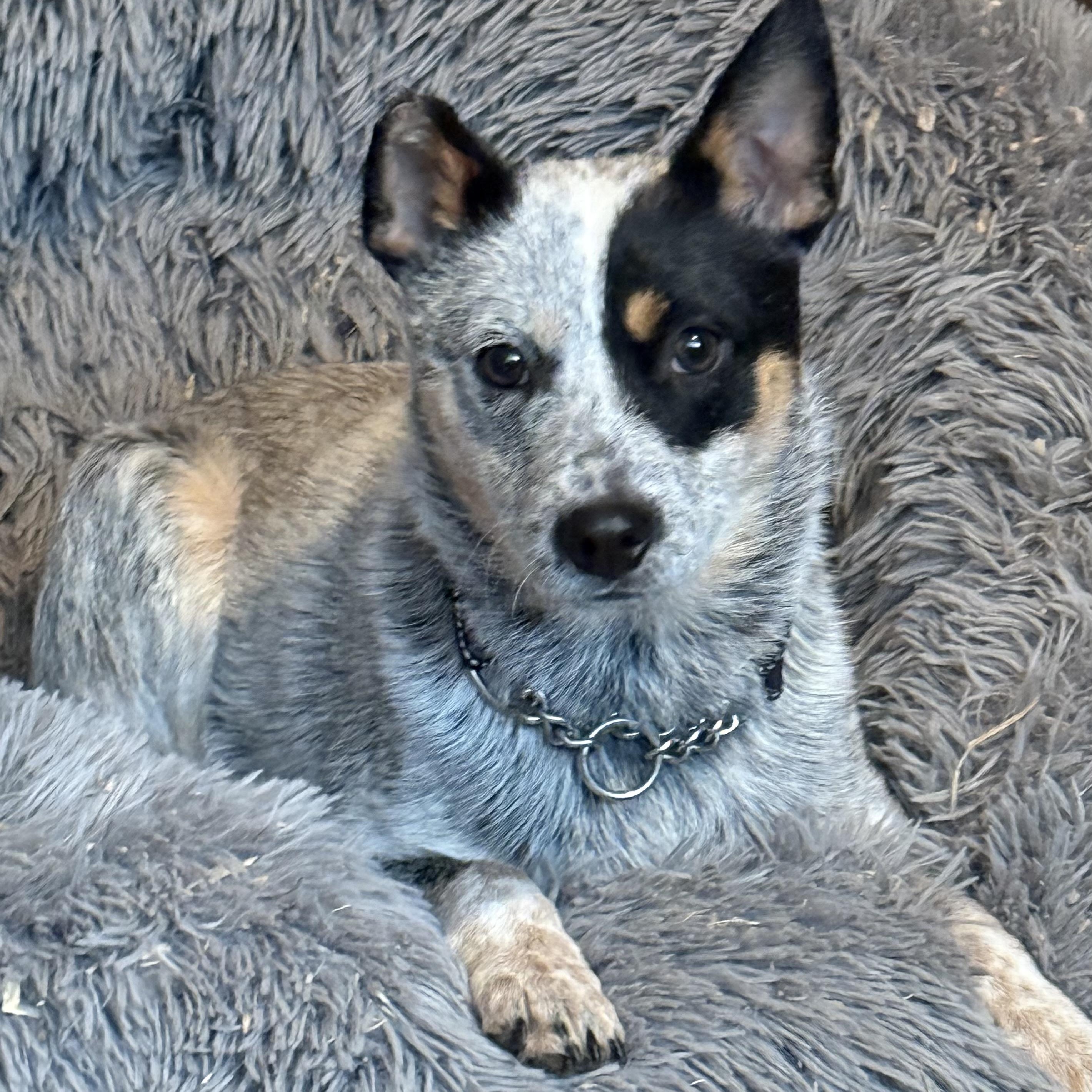 Tilly (18 pounds!!) , an adoptable Australian Cattle Dog / Blue Heeler in South Saint Paul, MN image 1/4