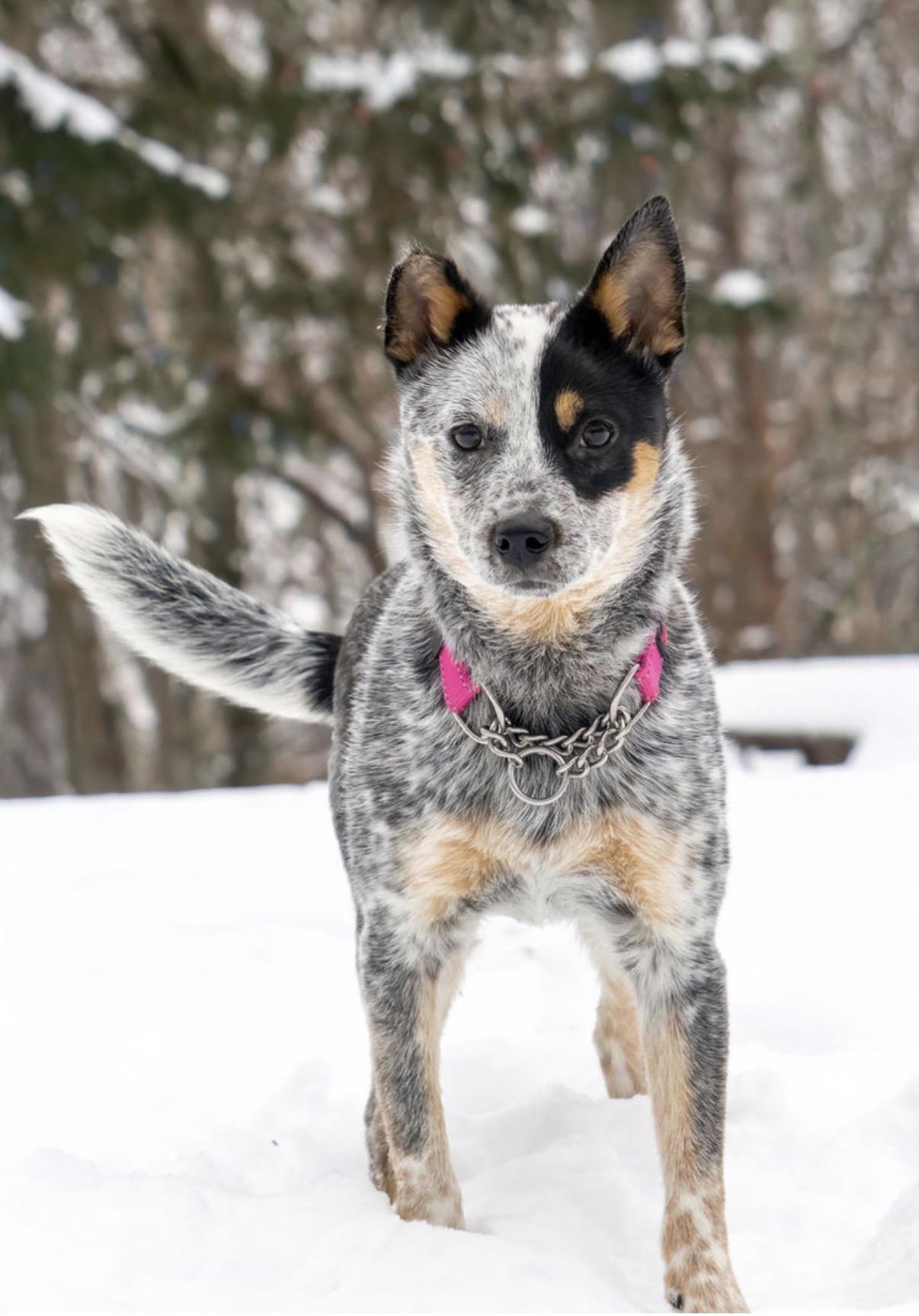 Tilly, an adoptable Australian Cattle Dog / Blue Heeler in South Saint Paul, MN image 3/5