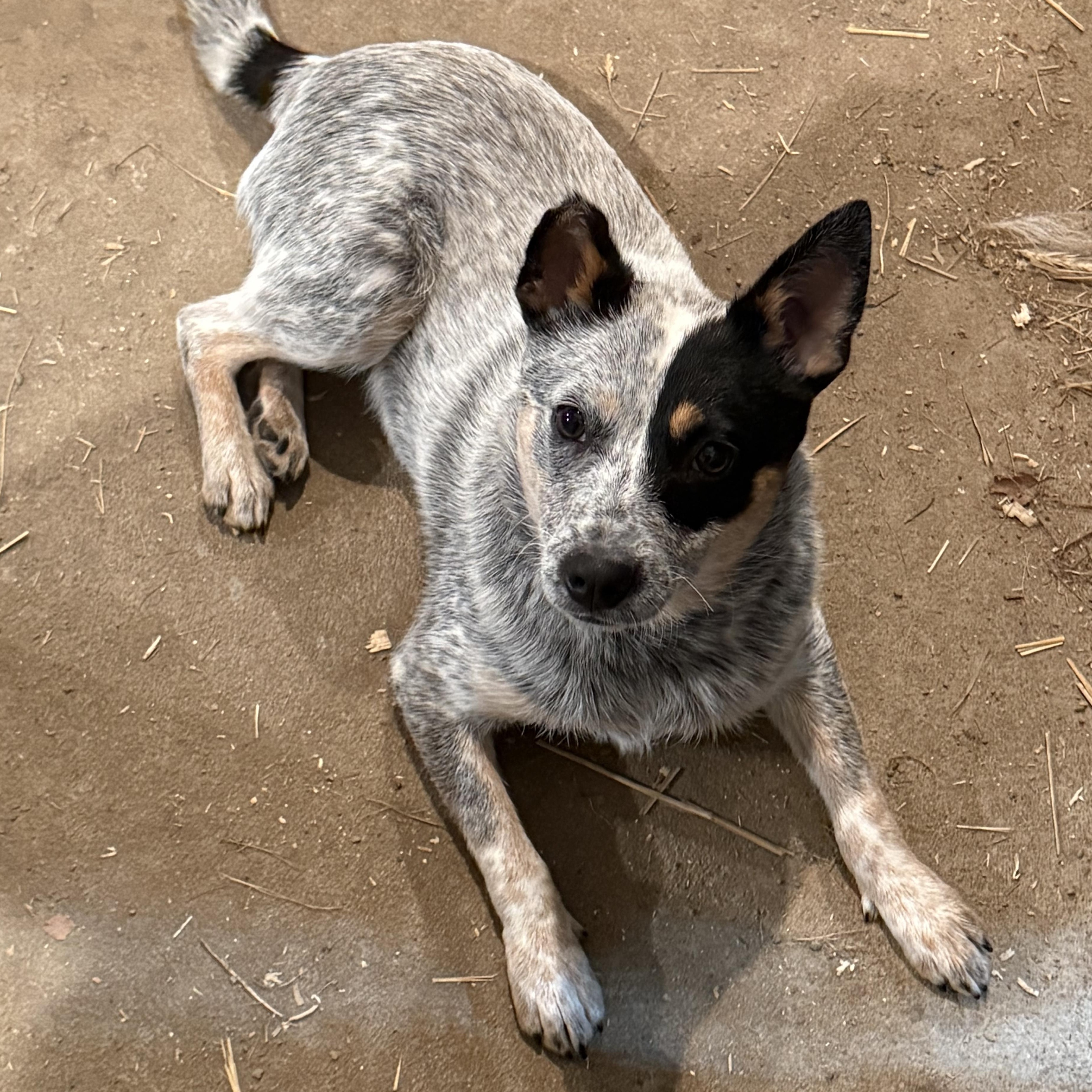 Tilly (18 pounds!!) , an adoptable Australian Cattle Dog / Blue Heeler in South Saint Paul, MN image 3/4