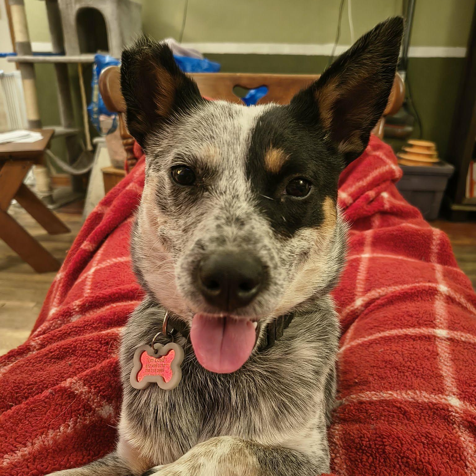 Enlarge Tilly (18 pounds!!) , an adoptable Australian Cattle Dog / Blue Heeler in South Saint Paul, MN image 1/5