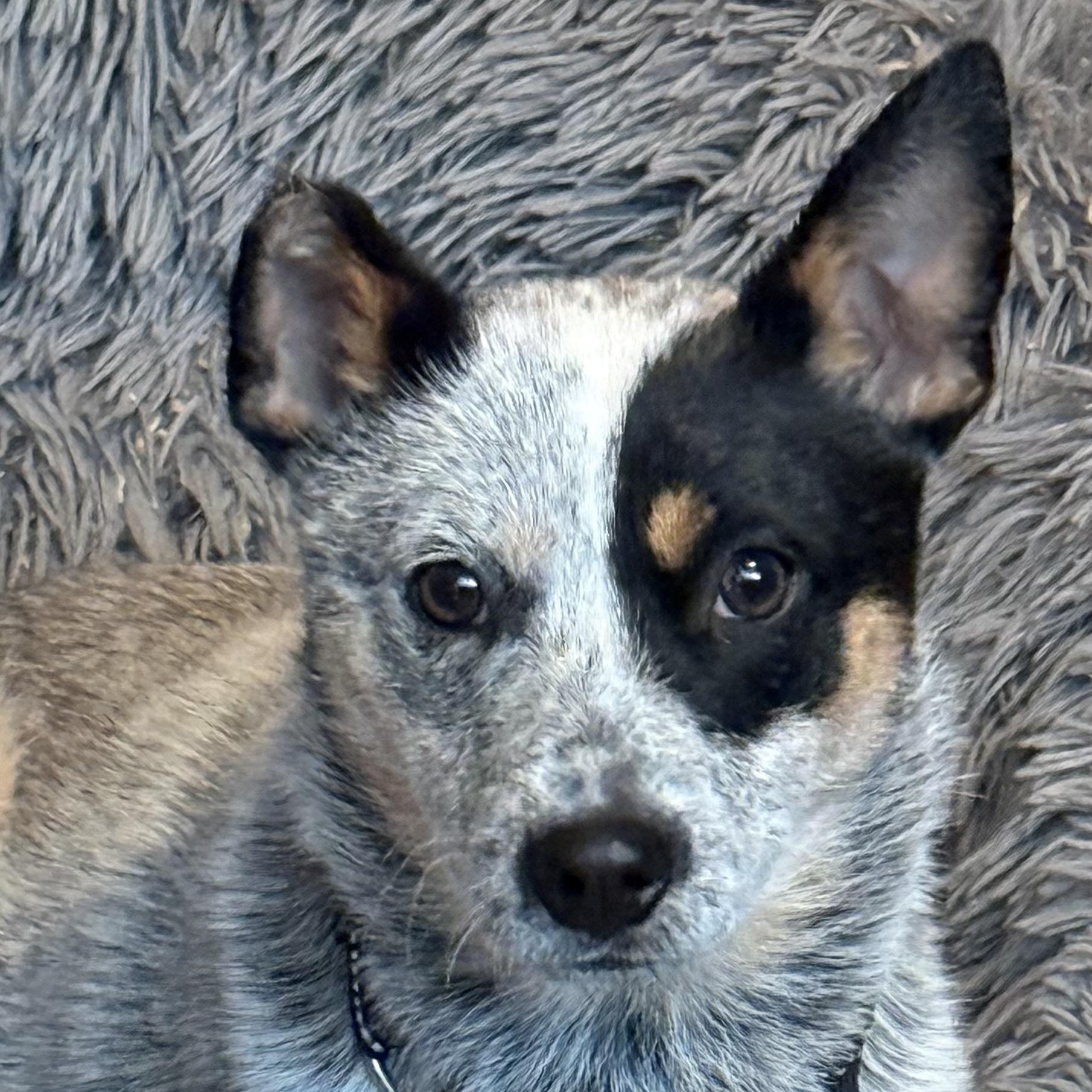 Enlarge Tilly (18 pounds!!) , an adoptable Australian Cattle Dog / Blue Heeler in South Saint Paul, MN image 2/5
