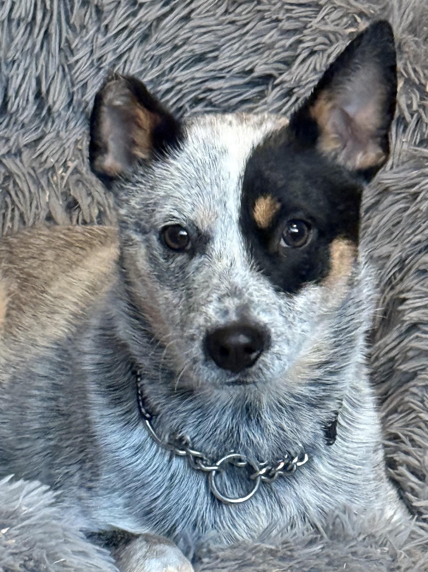 Tilly (18 pounds!!) , an adoptable Australian Cattle Dog / Blue Heeler in South Saint Paul, MN image 4/4