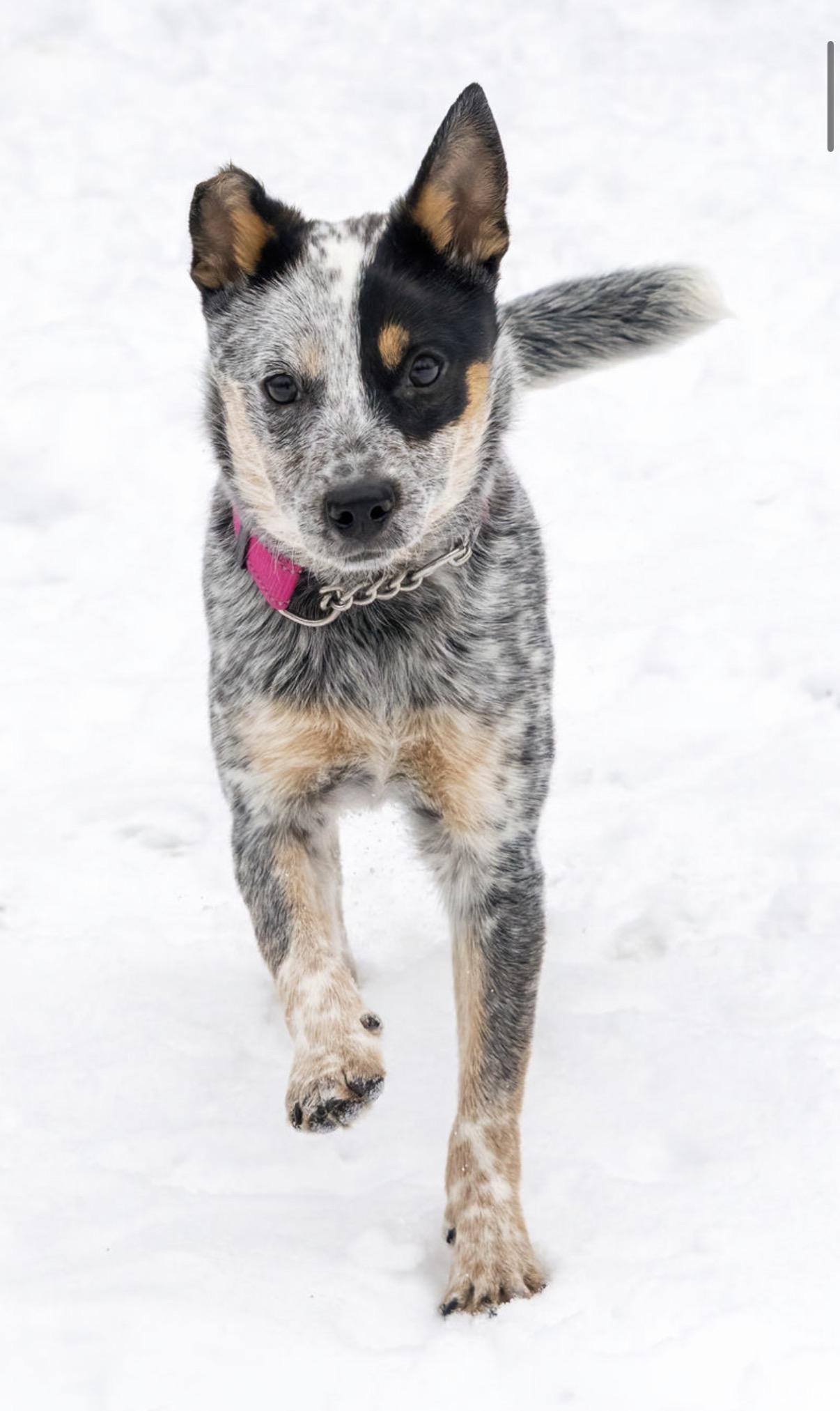 Tilly, an adoptable Australian Cattle Dog / Blue Heeler in South Saint Paul, MN image 2/5