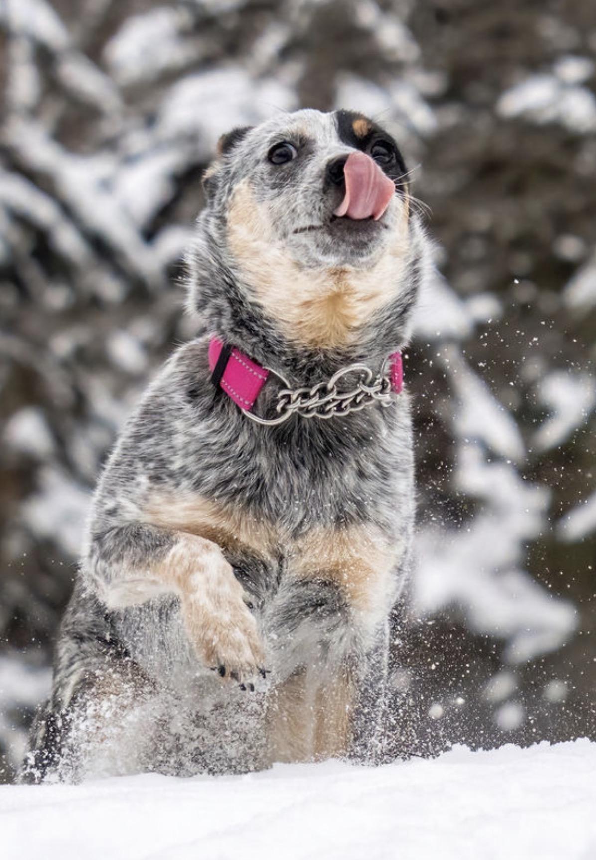 Tilly, an adoptable Australian Cattle Dog / Blue Heeler in South Saint Paul, MN image 5/5