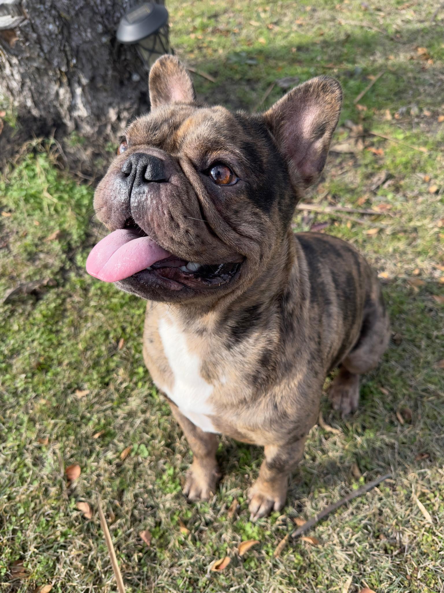 Ramses, an adopted French Bulldog in Dallas, TX image 3/3