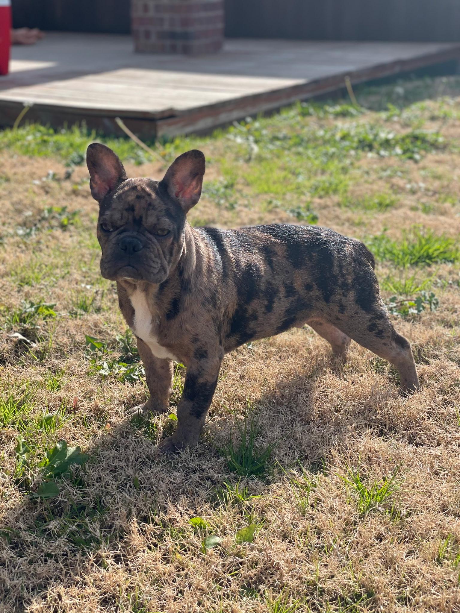 Ramses, adopted, Adult Male French Bulldog.