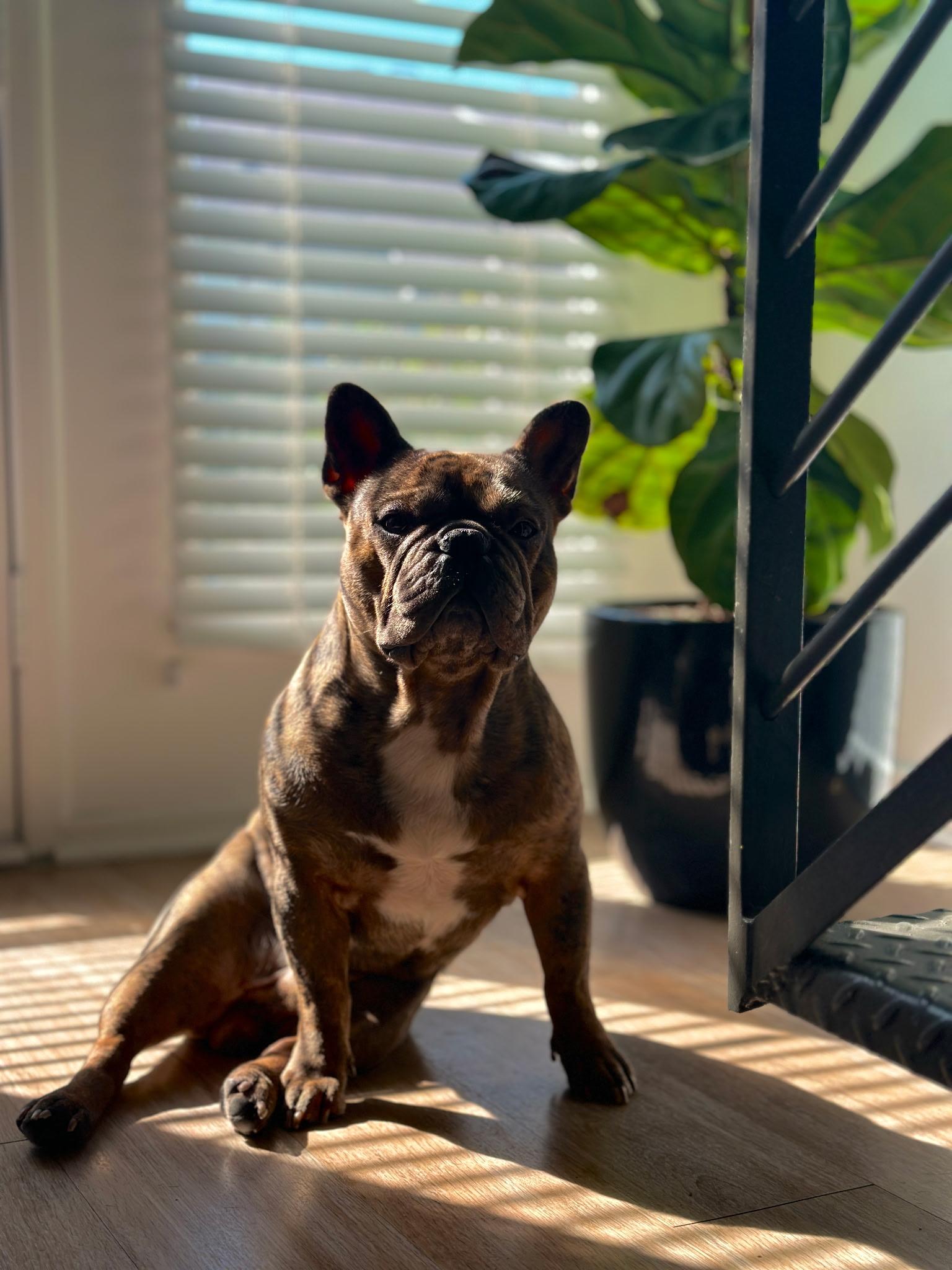 Ramses, an adopted French Bulldog in Dallas, TX image 2/3