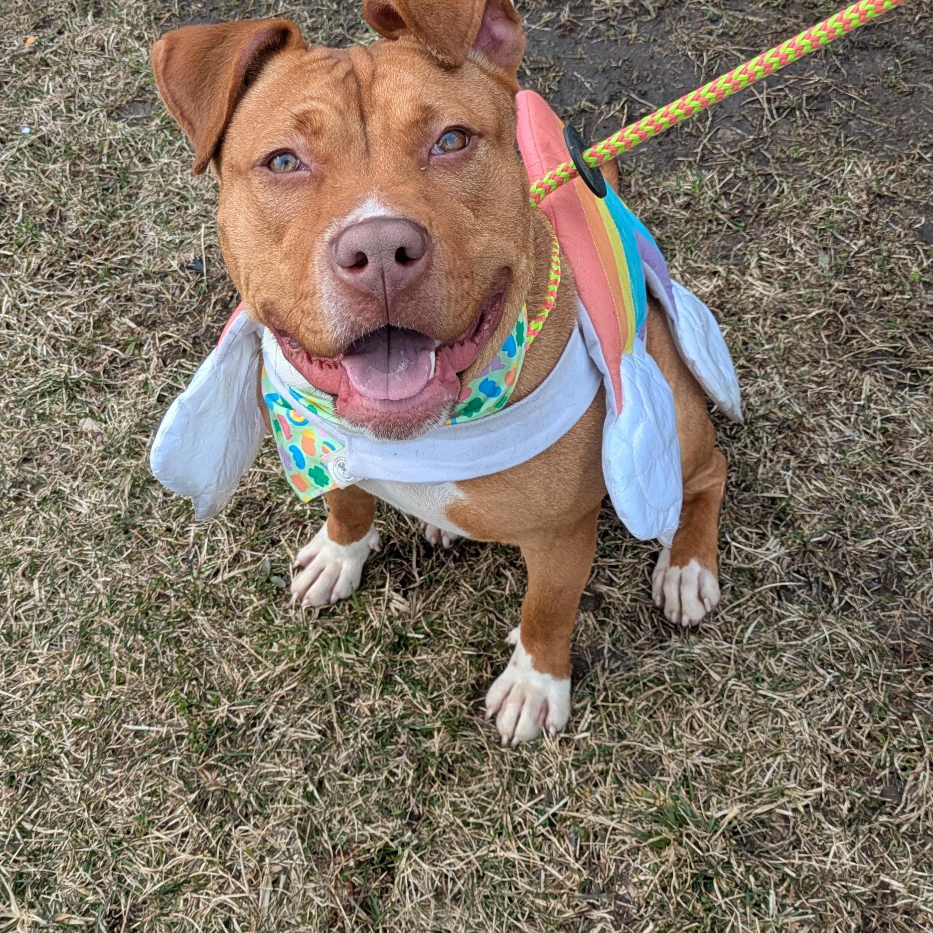 Cherry pop, ADOPTABLE, Young Female Pit Bull Terrier.