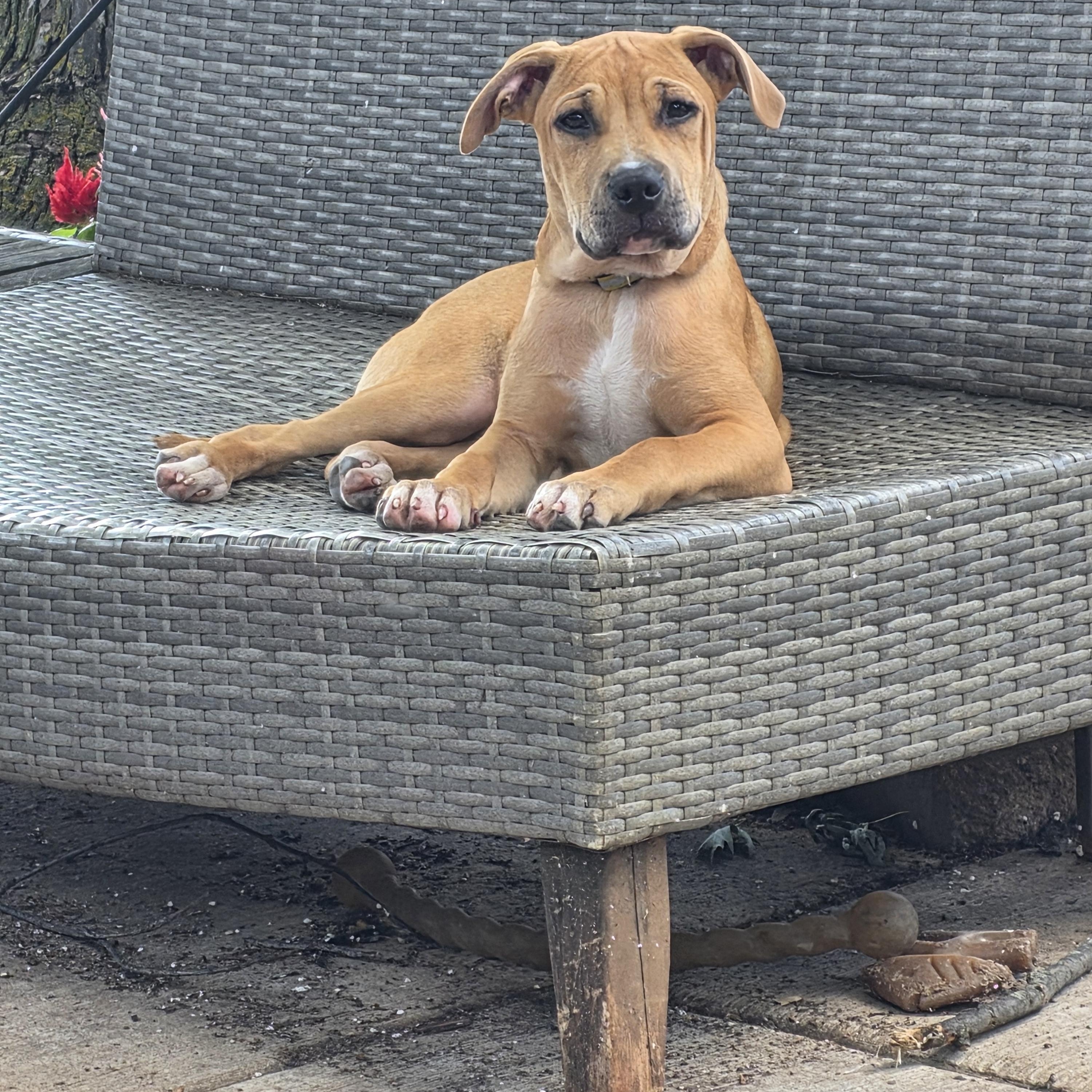 Pancakes, a ADOPTABLE Pit Bull Terrier in Niles, IL image 3/4