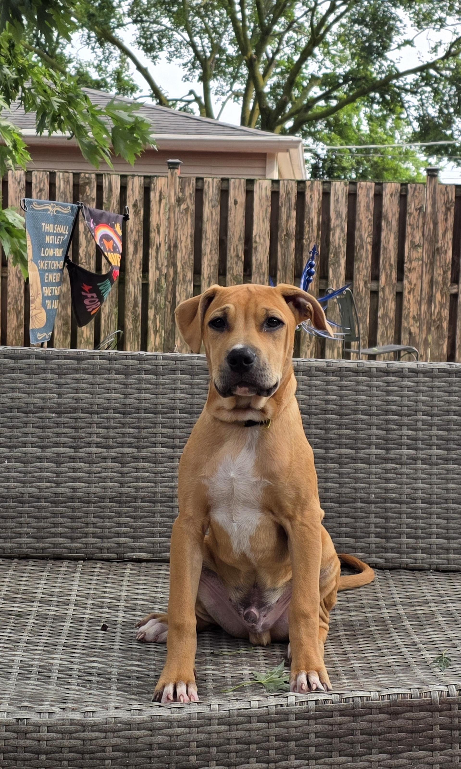 Pancakes, ADOPTABLE, Puppy Male Pit Bull Terrier.