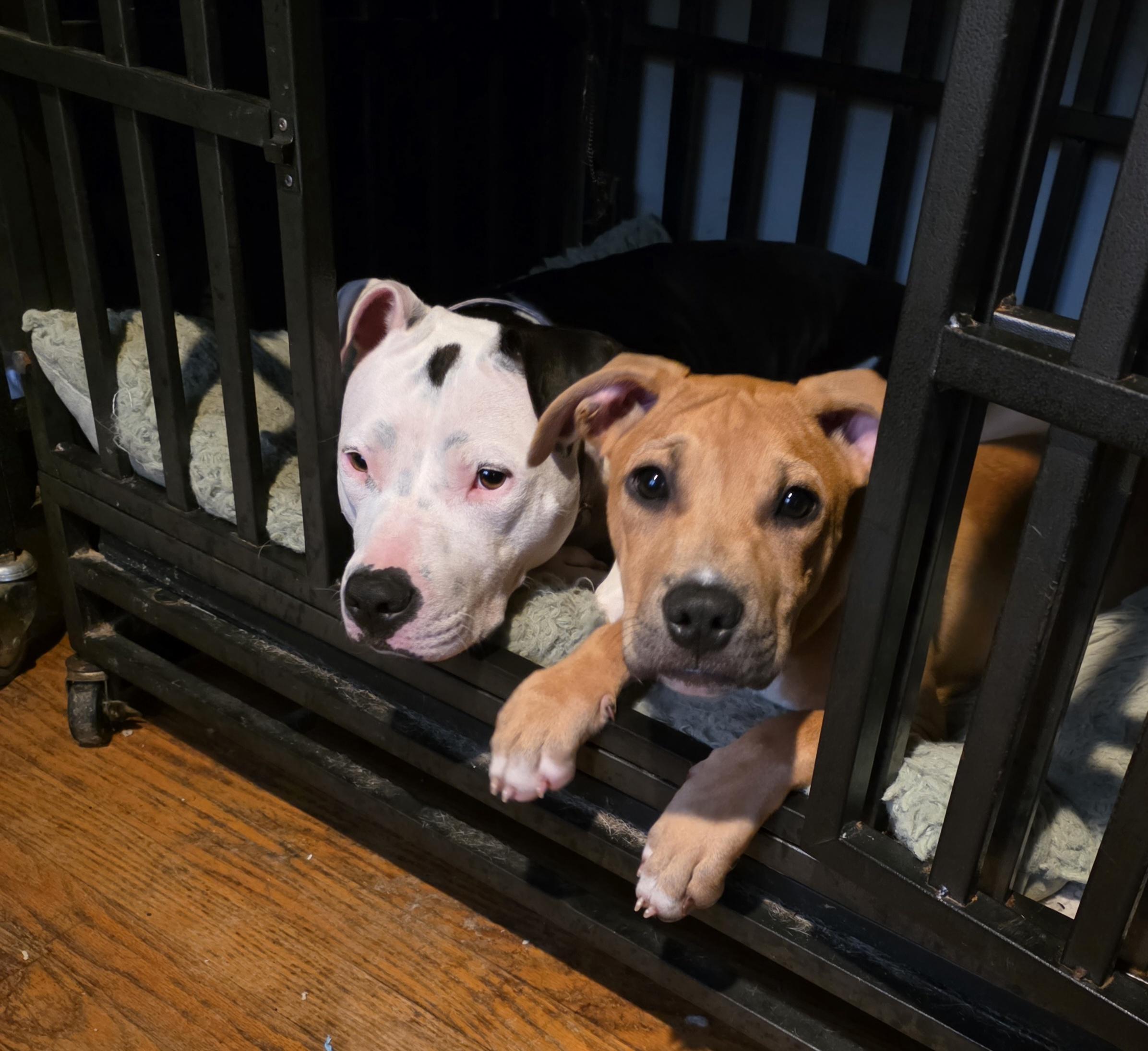 Pancakes, a ADOPTABLE Pit Bull Terrier in Niles, IL image 2/4