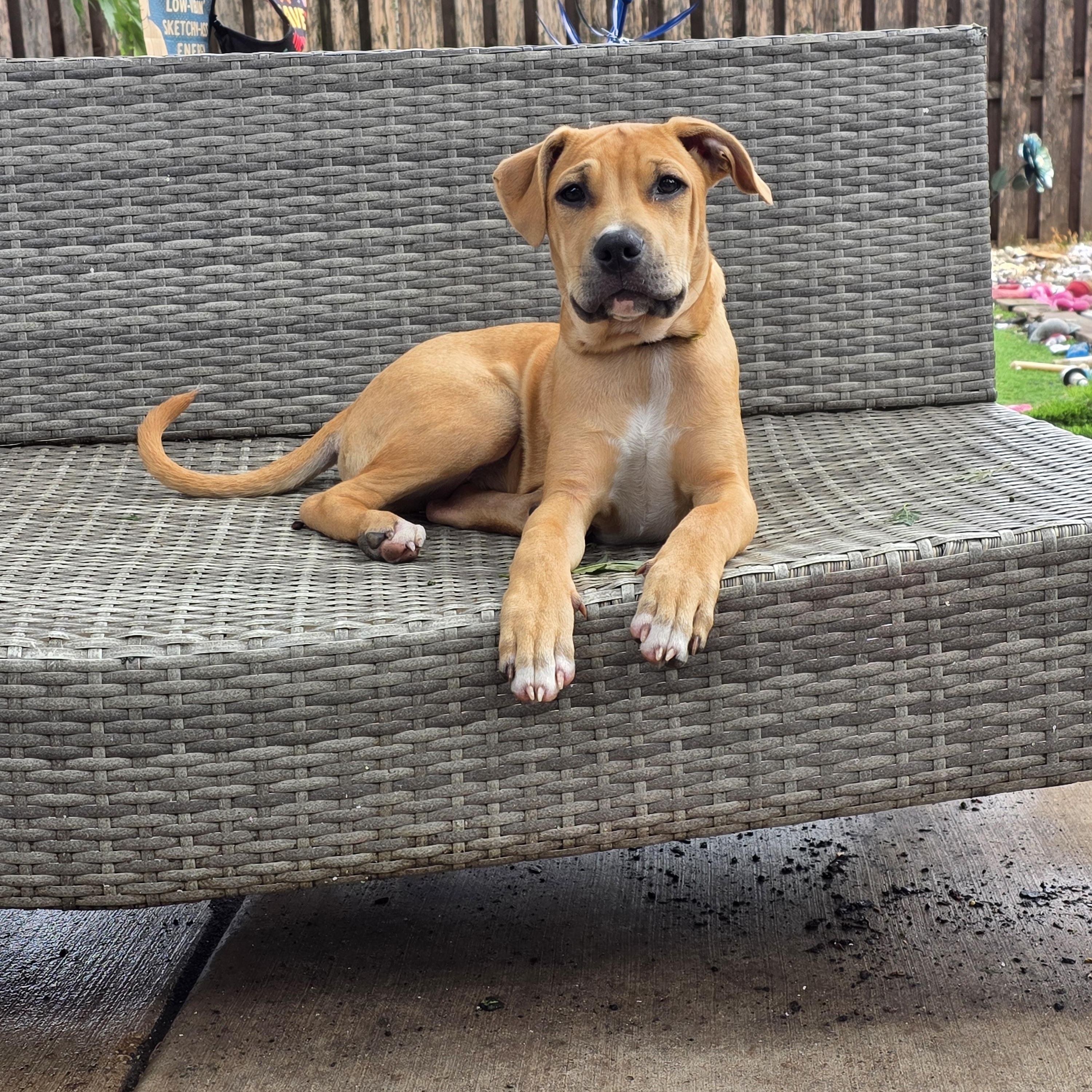 Pancakes, a ADOPTABLE Pit Bull Terrier in Niles, IL image 4/4