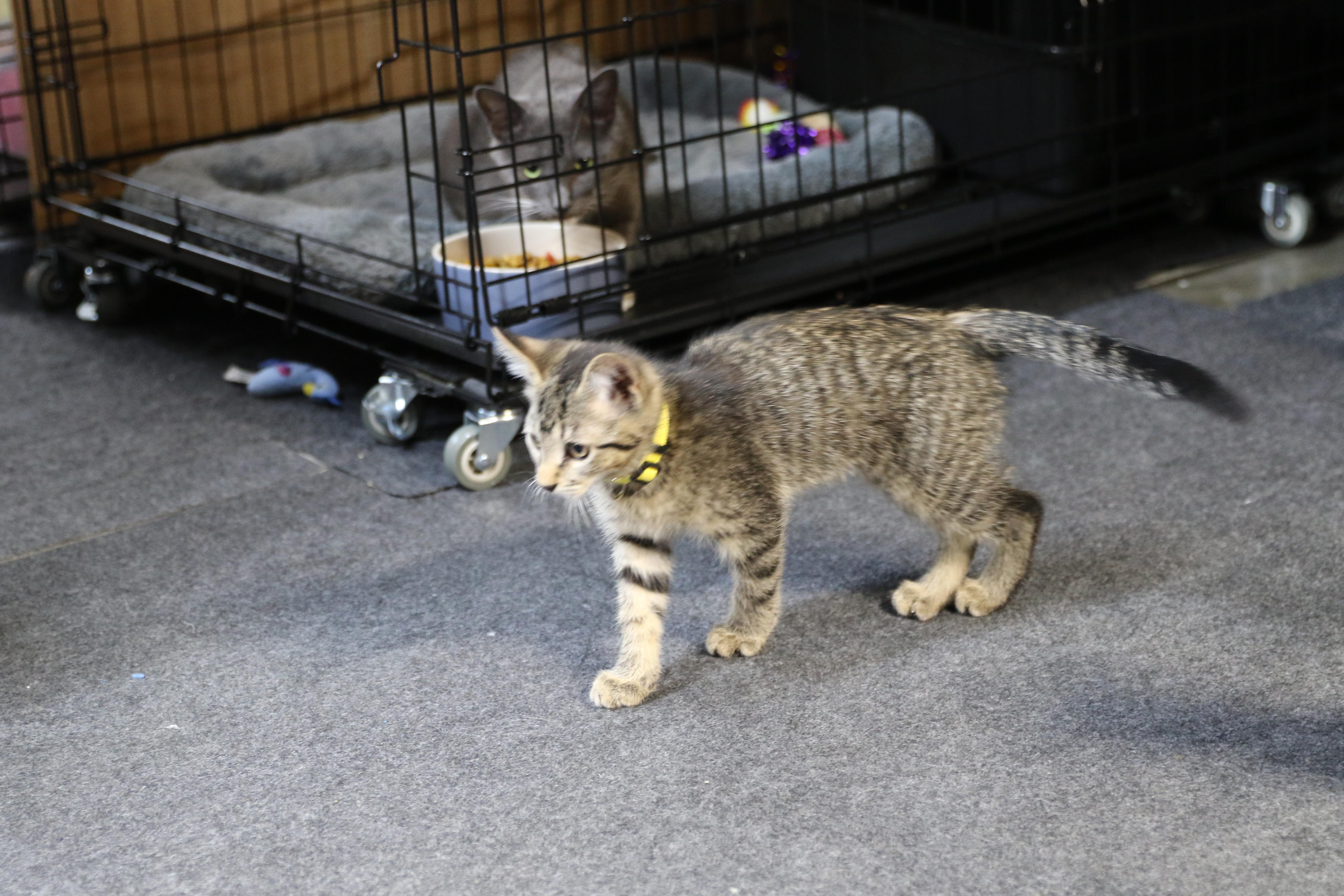 Indie, an adoptable Tabby in Cut Bank, MT, 59427 | Photo Image 2
