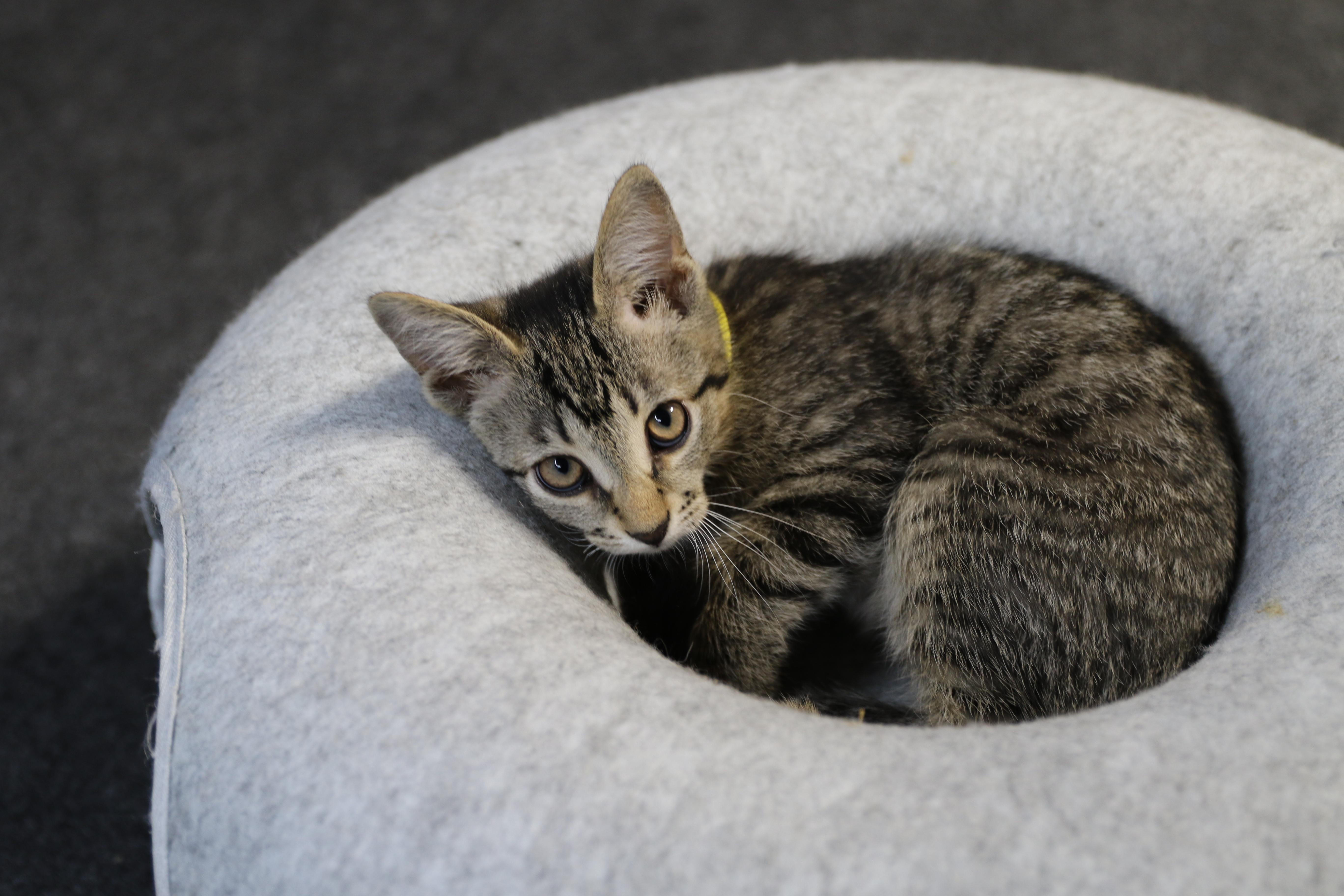 Indie, an adoptable Tabby in Cut Bank, MT, 59427 | Photo Image 1