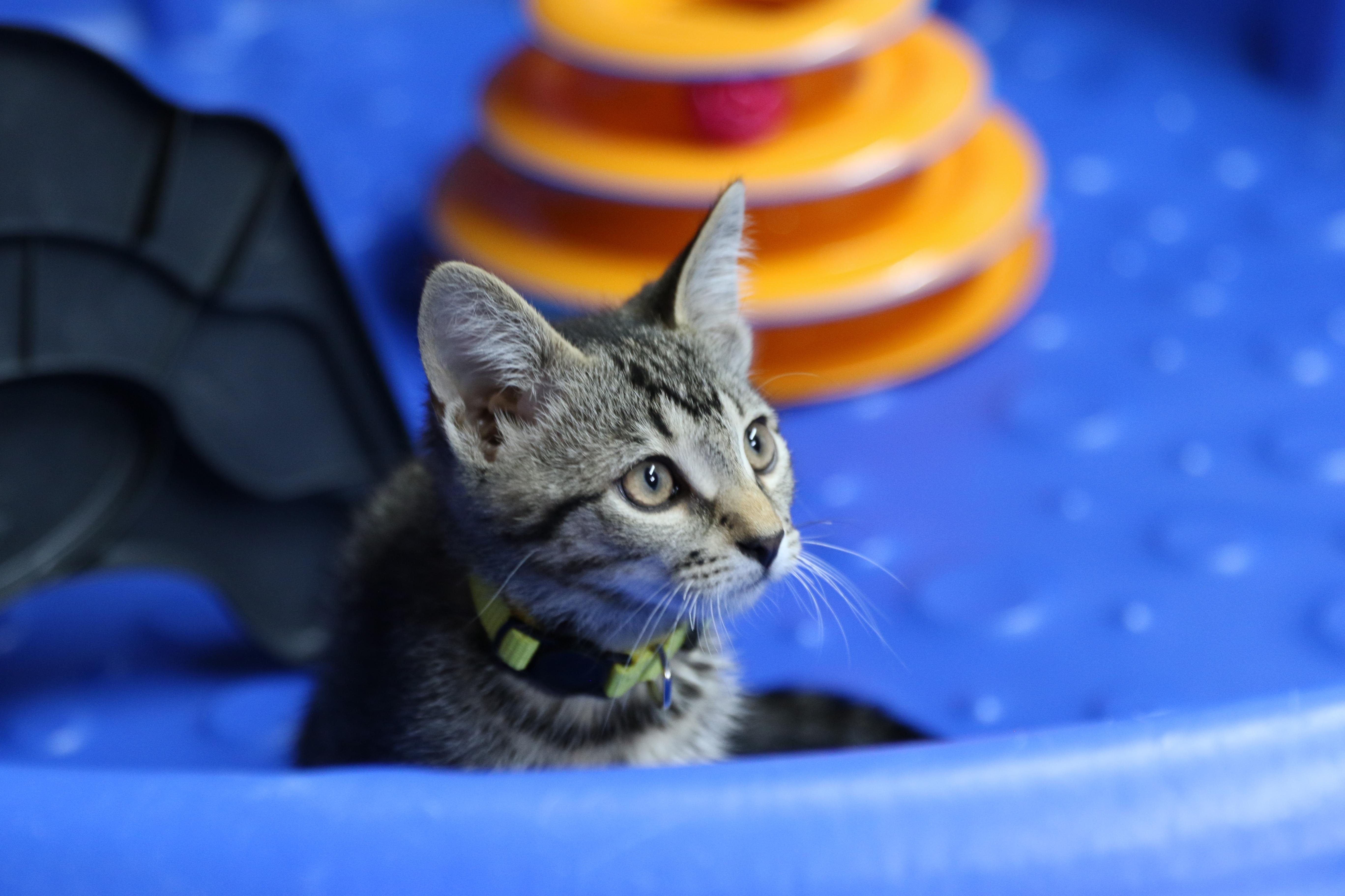 Indie, an adoptable Tabby in Cut Bank, MT, 59427 | Photo Image 3