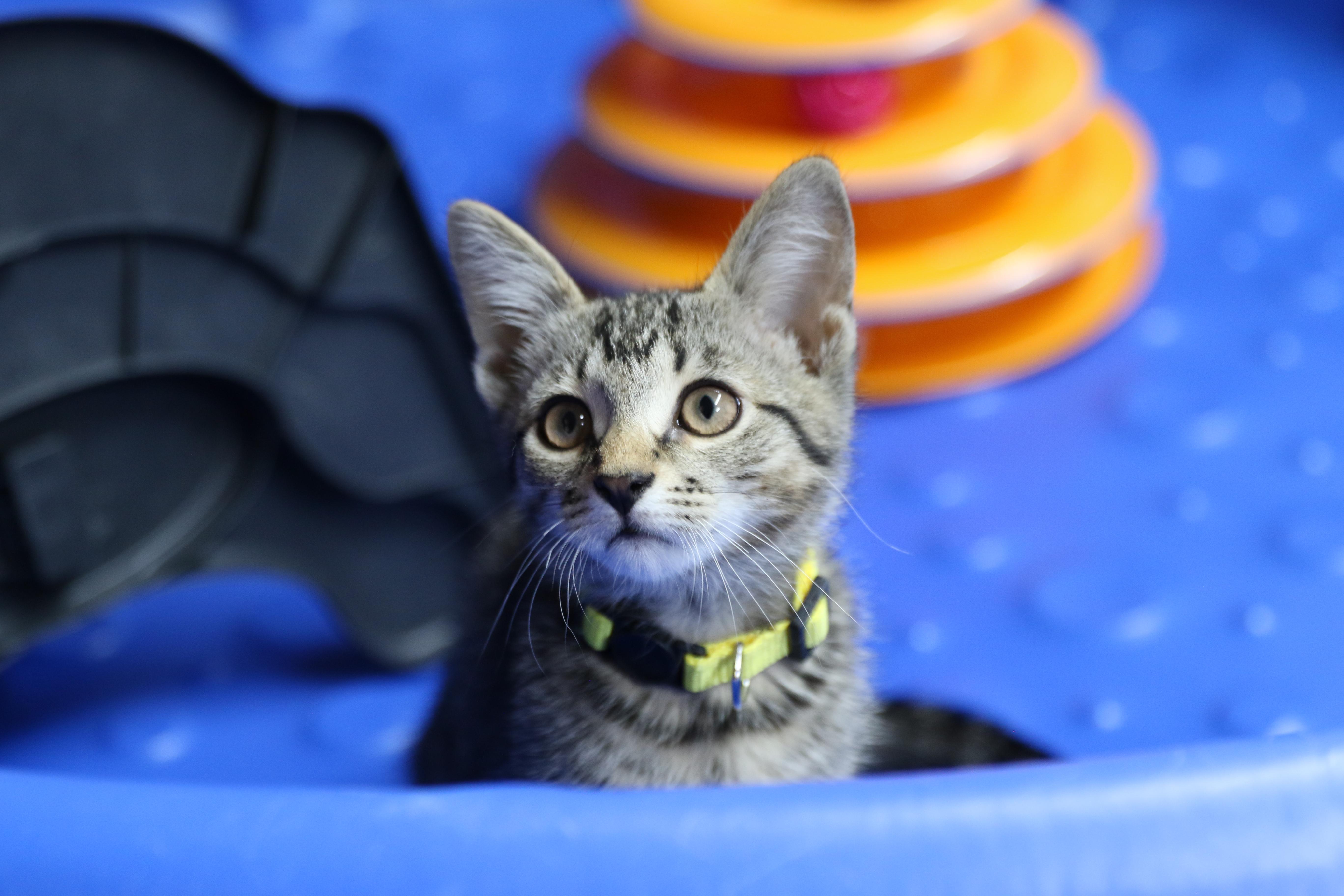 Indie, an adoptable Tabby in Cut Bank, MT, 59427 | Photo Image 4