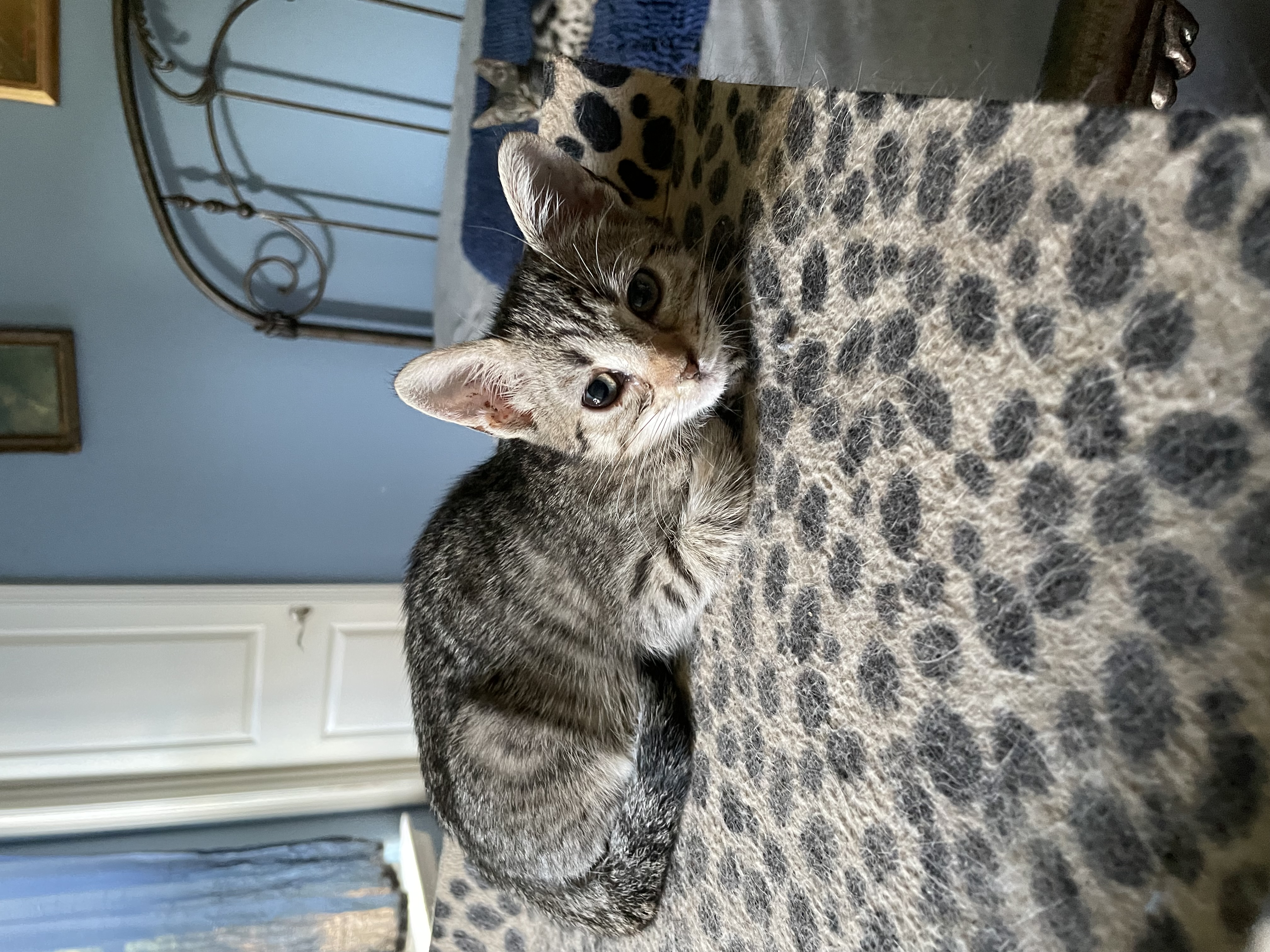 Cat for adoption Violet, a Domestic Short Hair in Houston, TX Petfinder