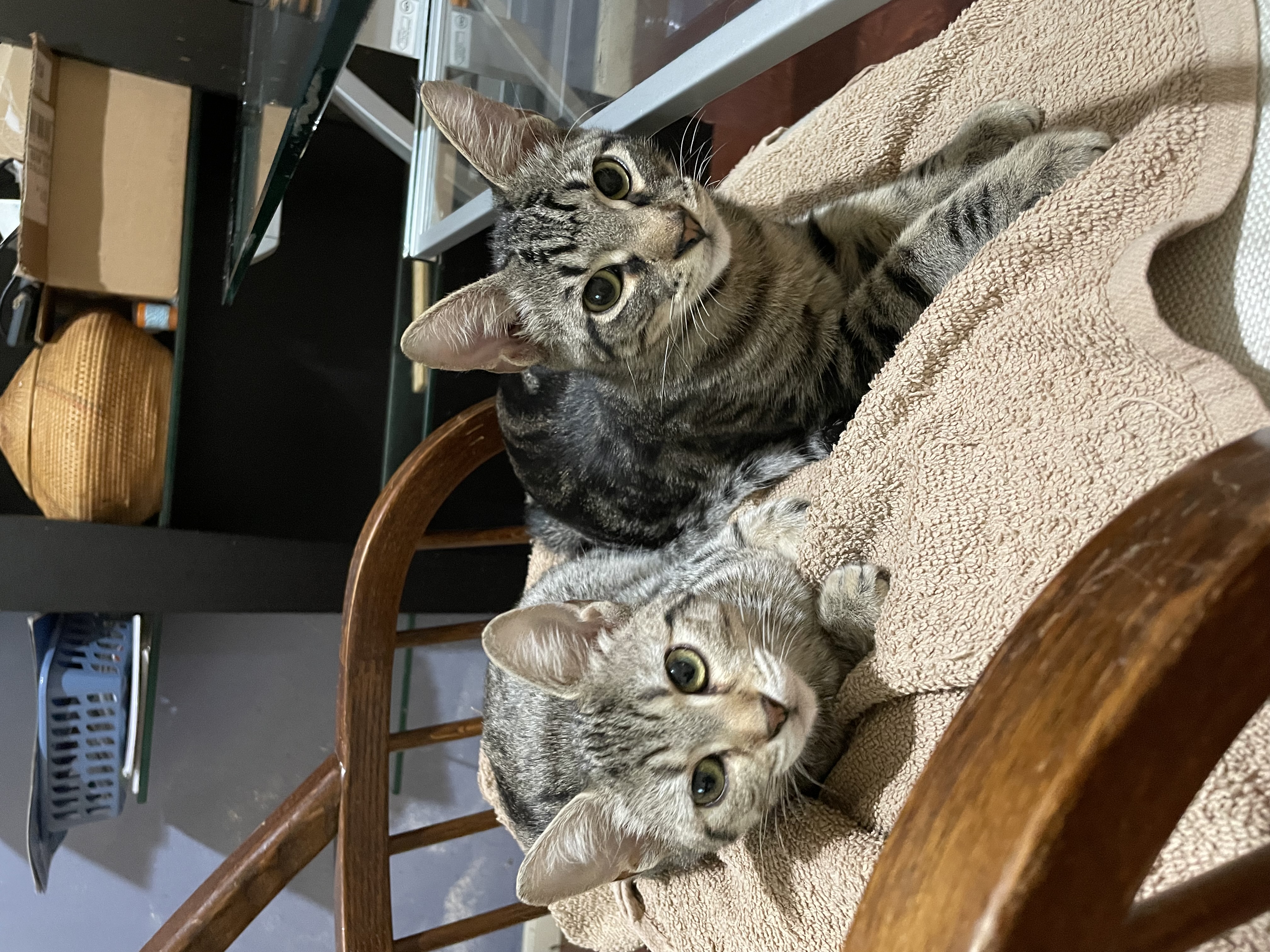 Cat for adoption Violet, a Domestic Short Hair in Houston, TX Petfinder