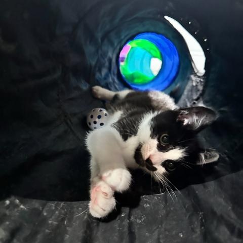 Miller, an adopted Domestic Short Hair in East Brunswick, NJ image 5/6