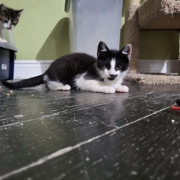 Miller, an adopted Domestic Short Hair in East Brunswick, NJ image 6/6