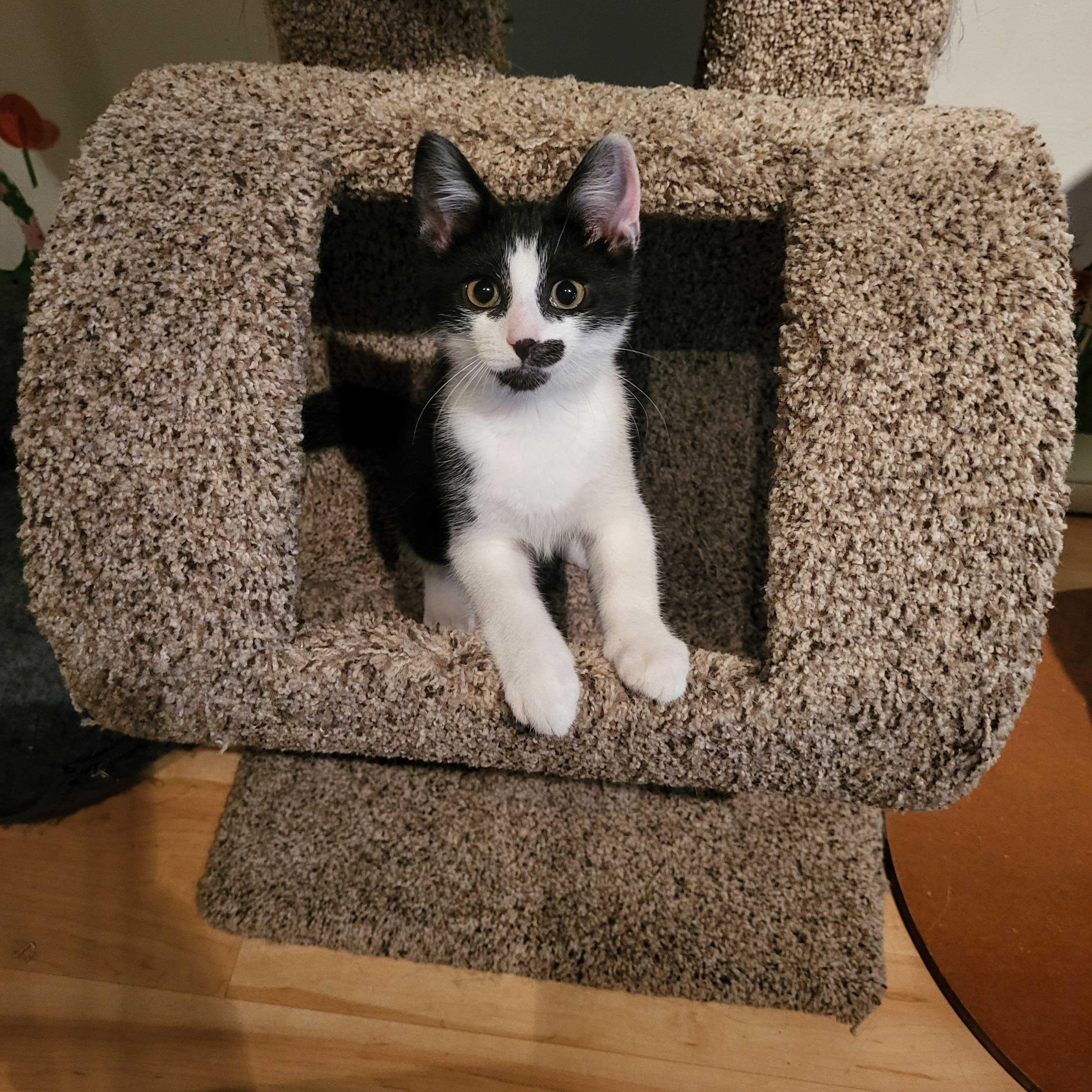 Miller, an adopted Domestic Short Hair in East Brunswick, NJ image 3/6