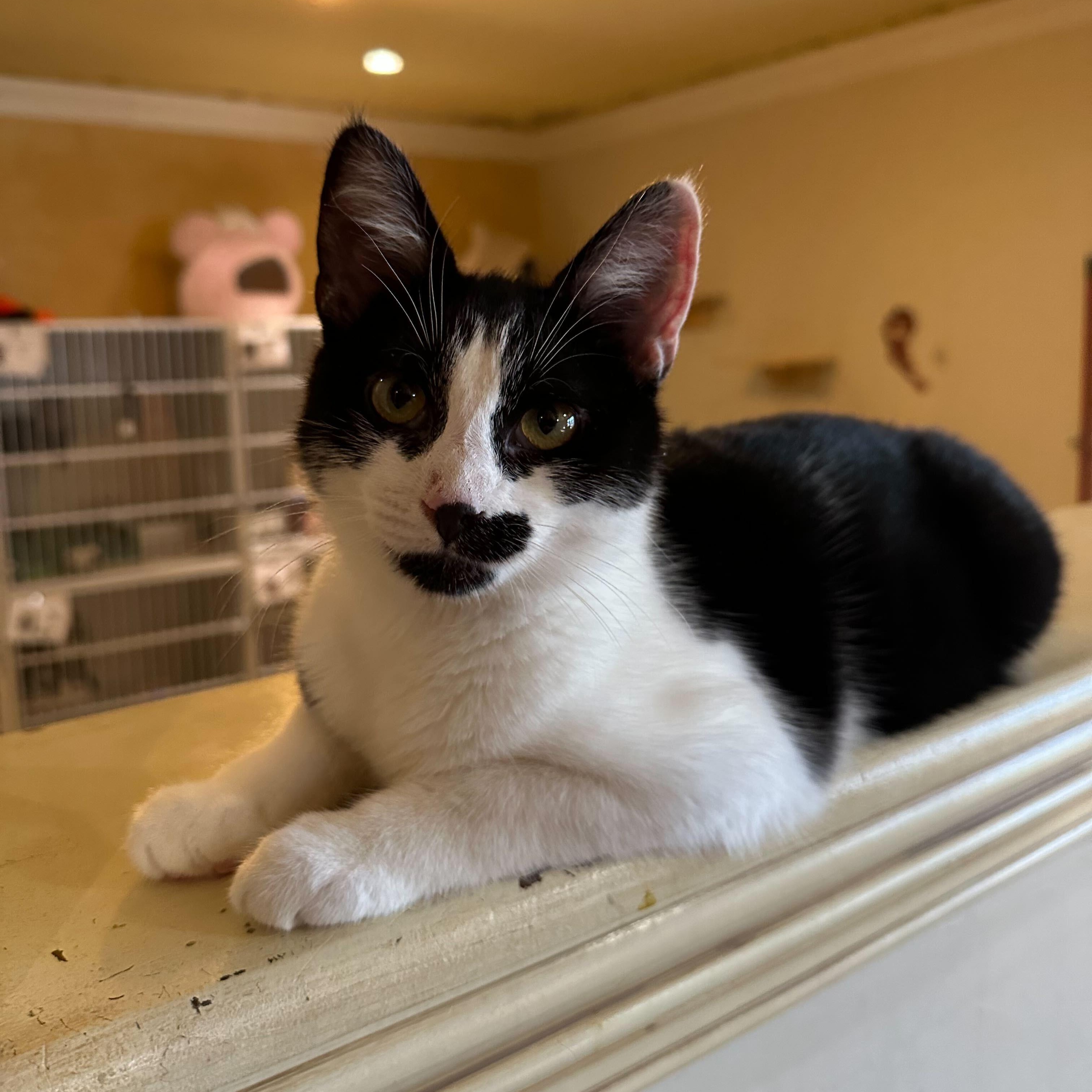 Miller, an adopted Domestic Short Hair in East Brunswick, NJ image 1/6