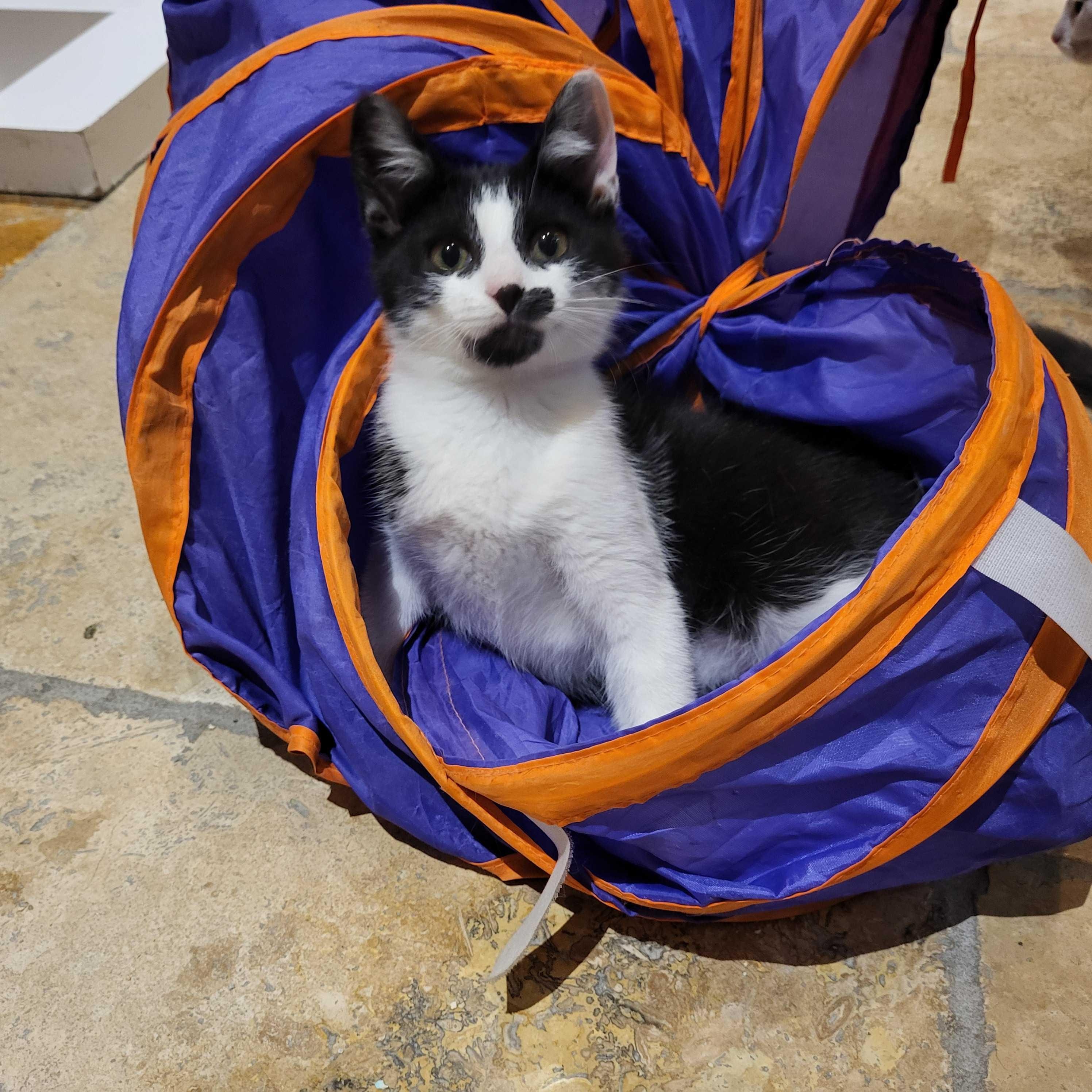 Miller, an adopted Domestic Short Hair in East Brunswick, NJ image 4/6