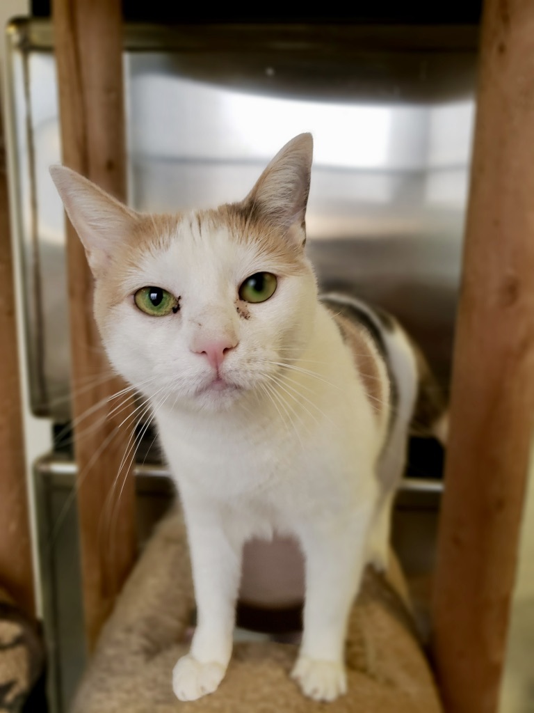 Sky, a Adoptable Domestic Short Hair in Ocean City, NJ image 1/3