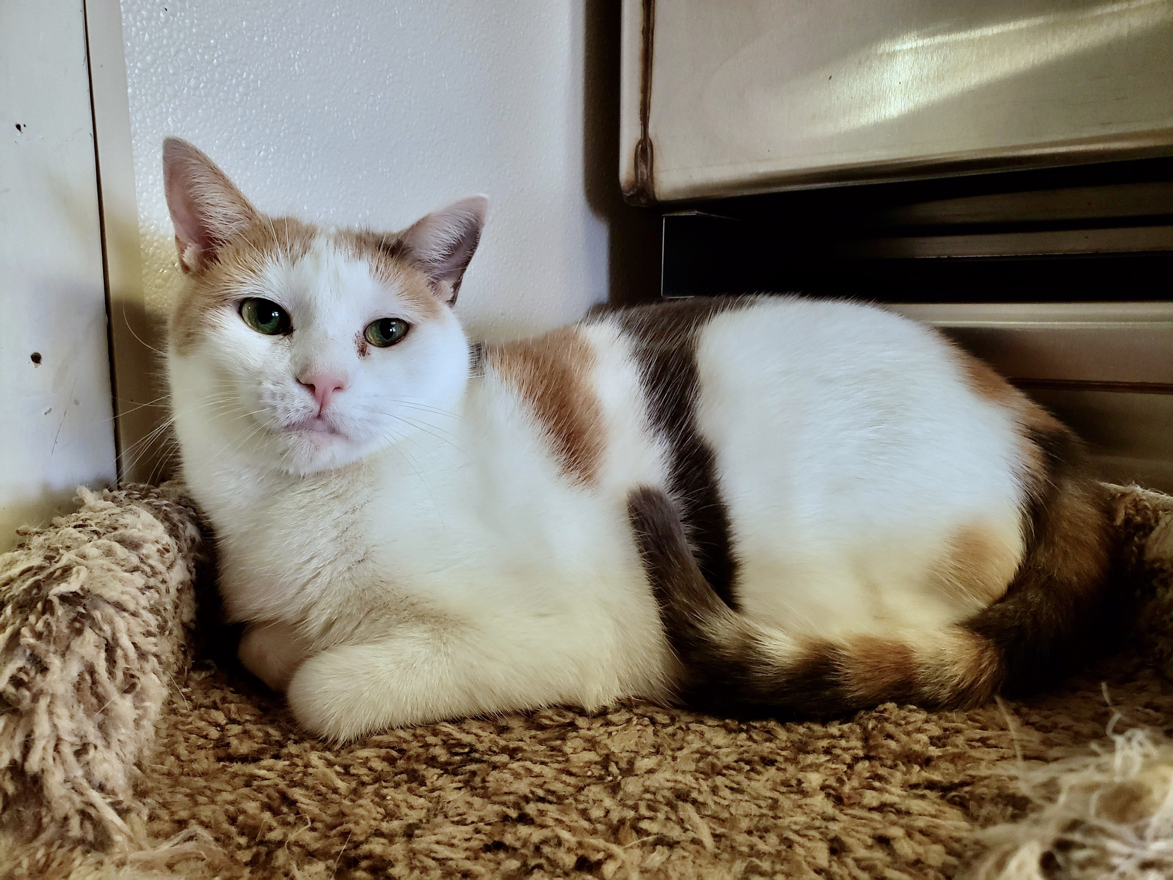 Sky, a Adoptable Domestic Short Hair in Ocean City, NJ image 2/3