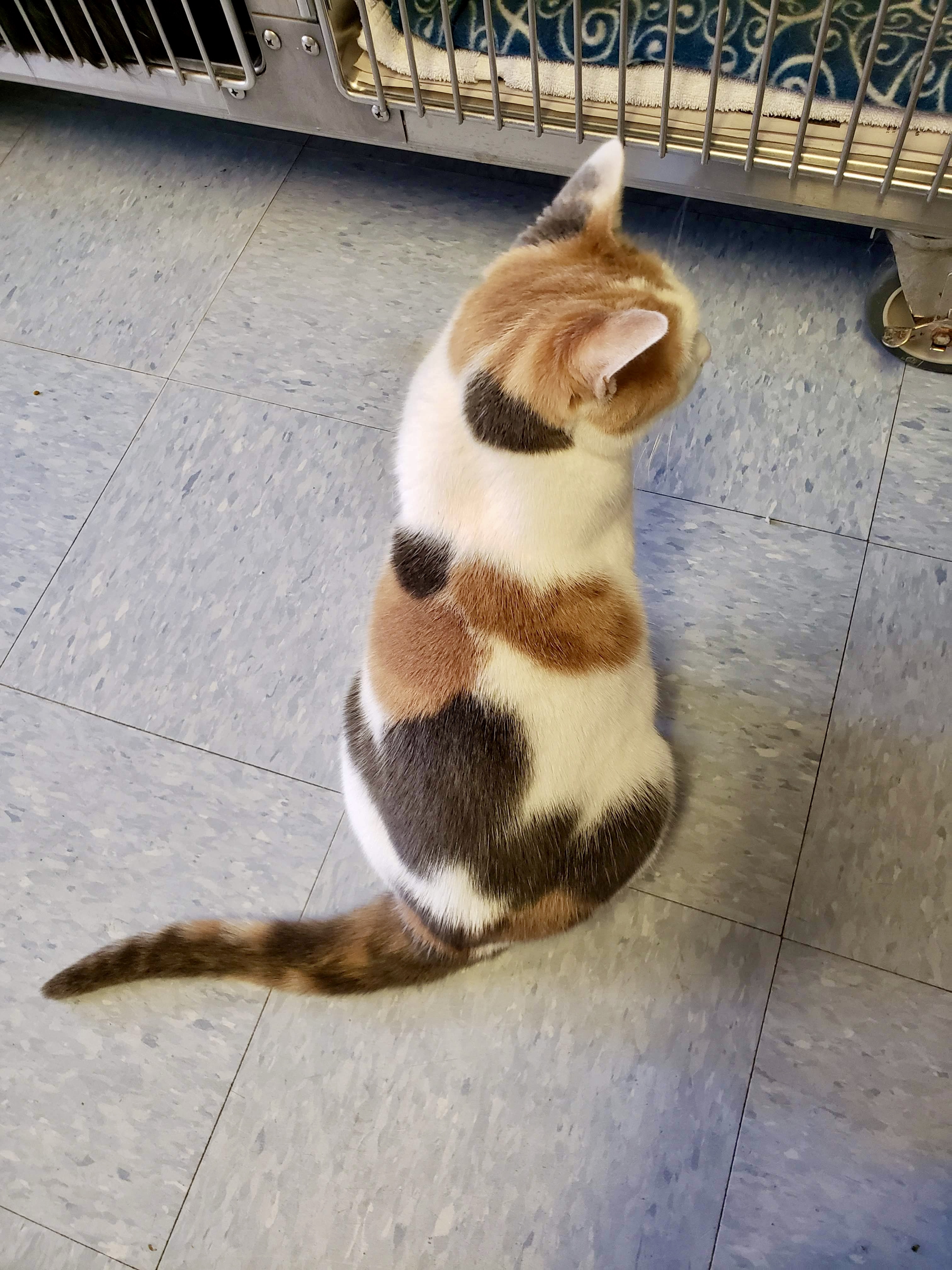 Sky, a Adoptable Domestic Short Hair in Ocean City, NJ image 3/3