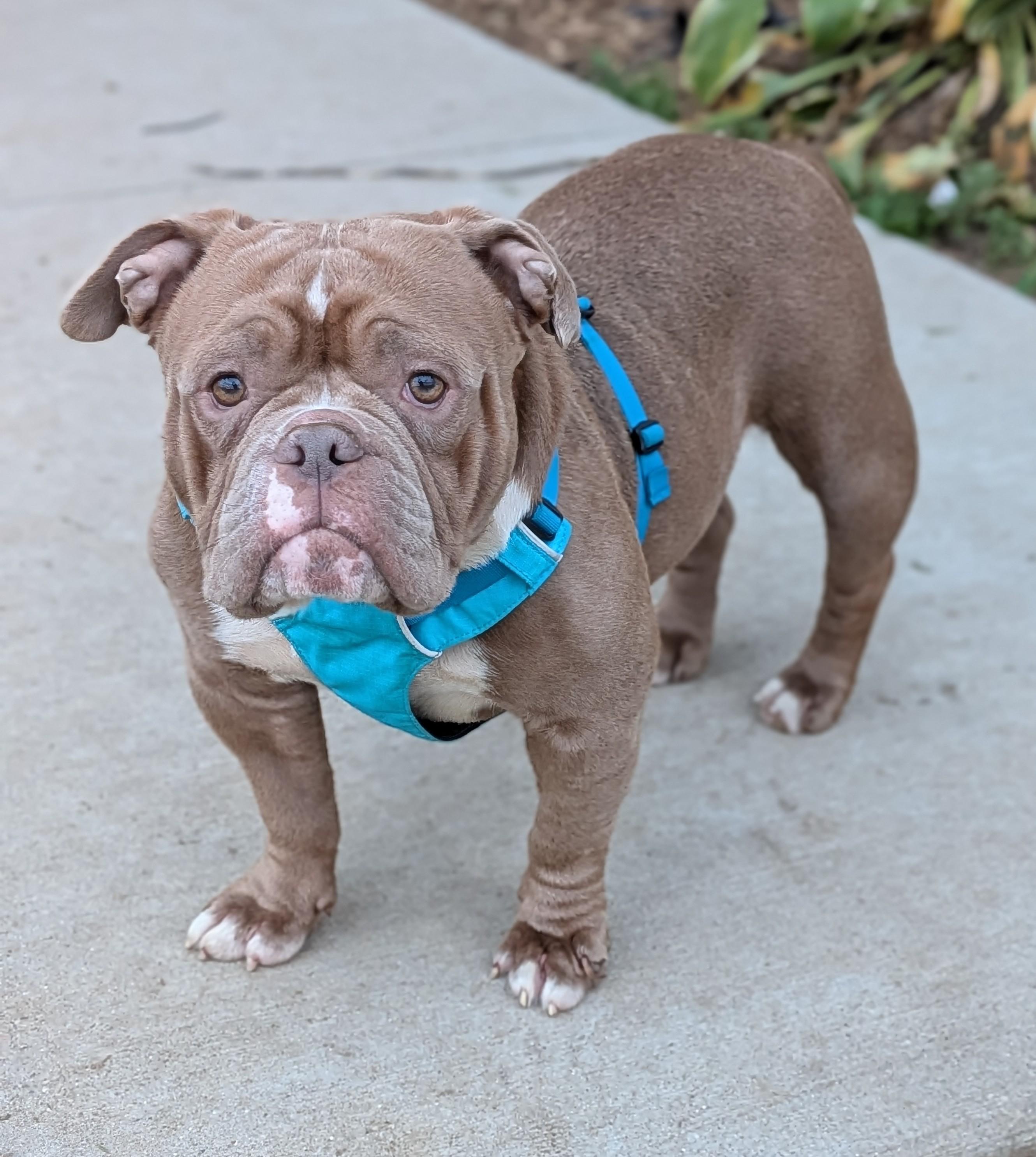 Mudae Colorll Maude - Adoptable Pet | Petfinder