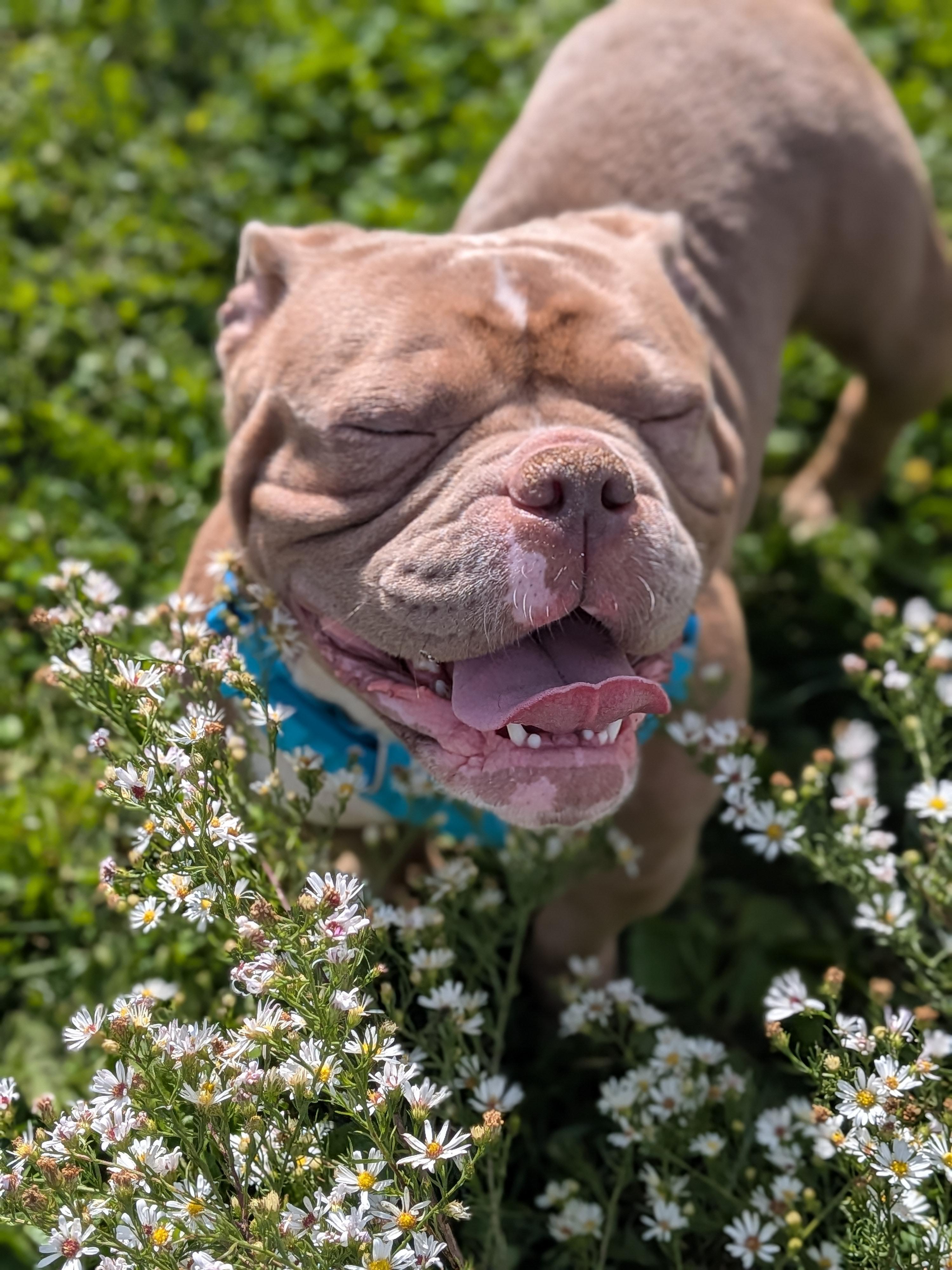Mudae Colorll Maude - Adoptable Pet | Petfinder