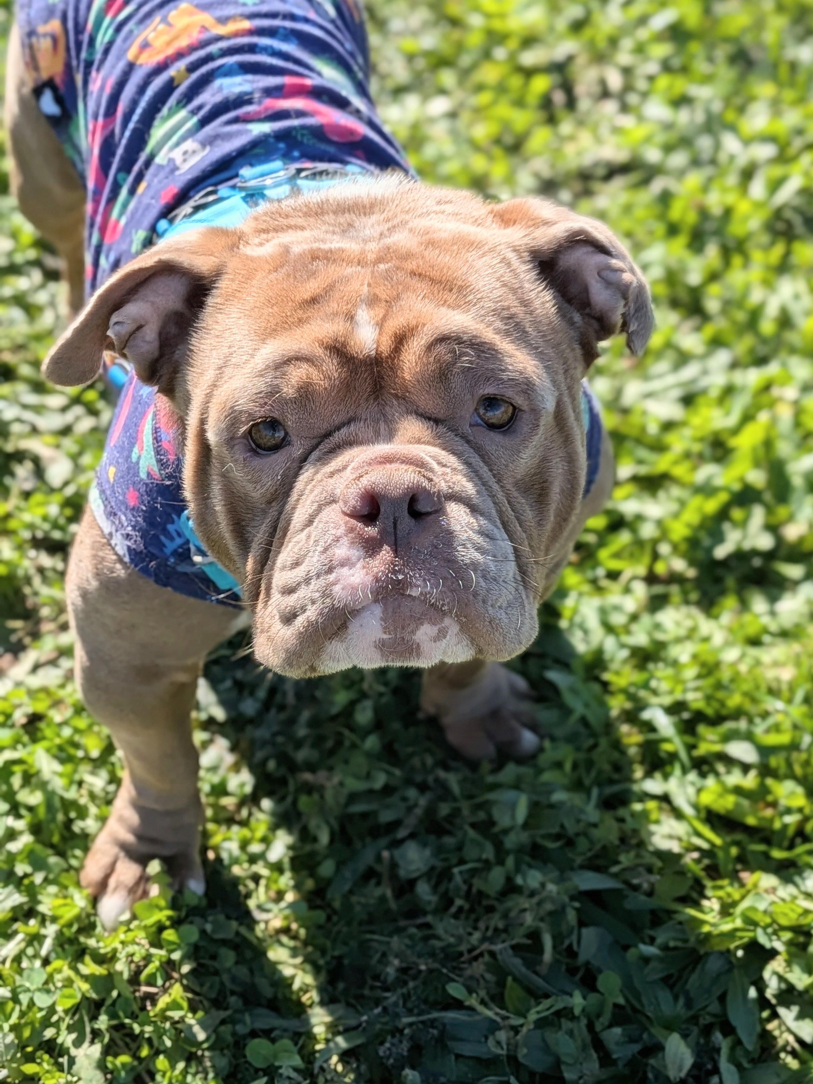 Mudae Colorll Maude - Adoptable Pet | Petfinder