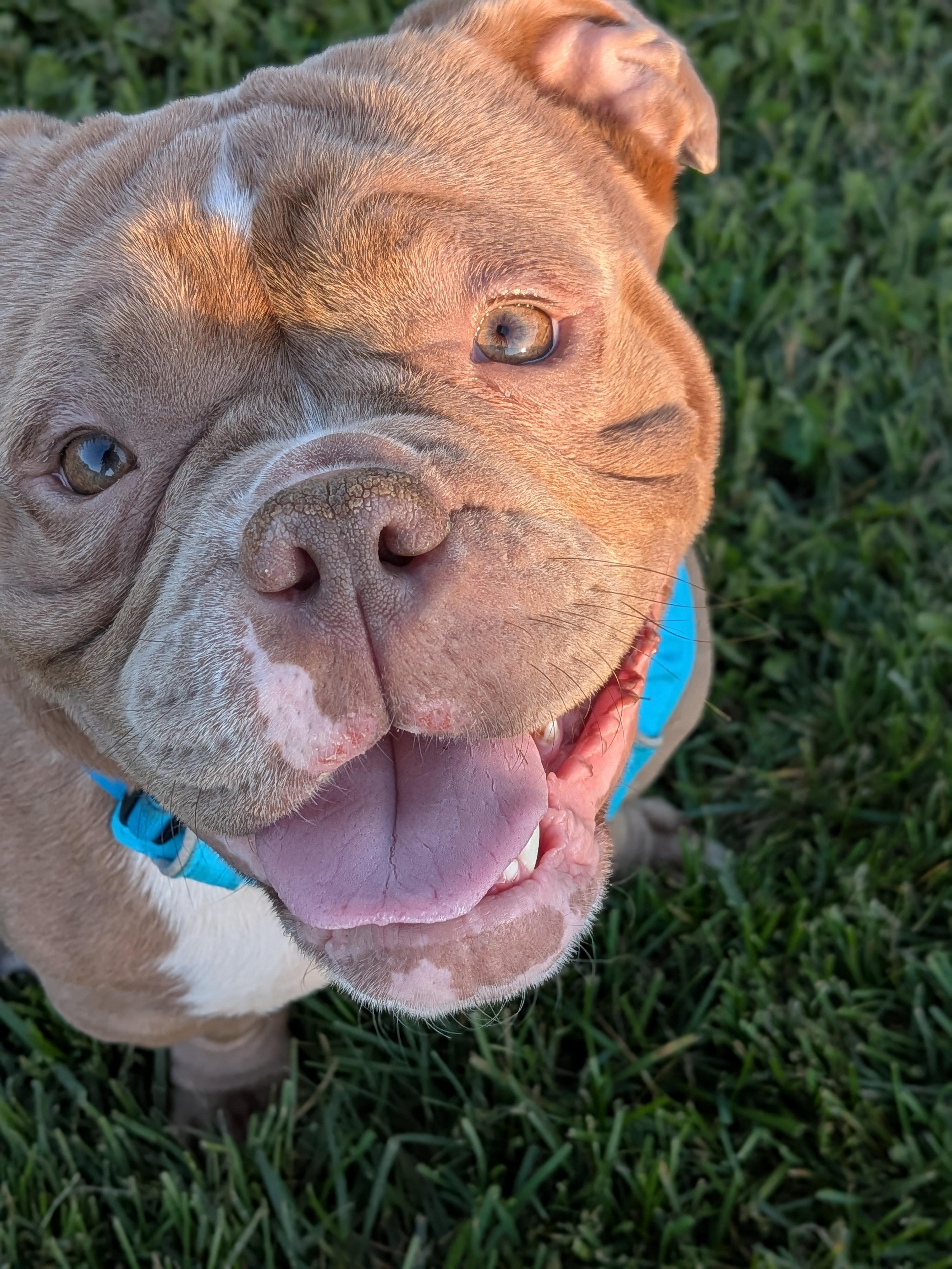 Mudae Colorll Maude - Adoptable Pet | Petfinder